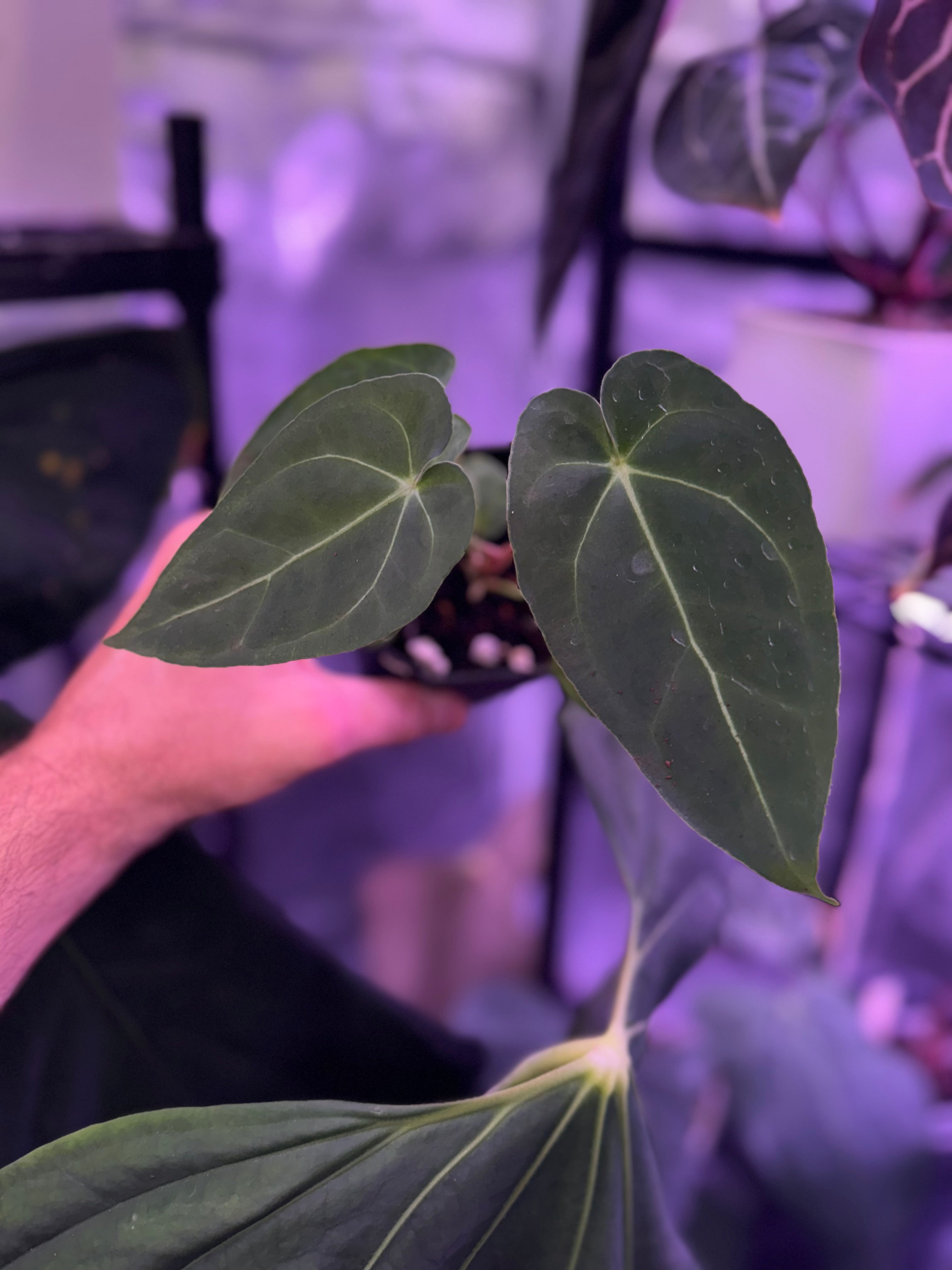 Anthurium papillilaminum x (dressleri x carla)