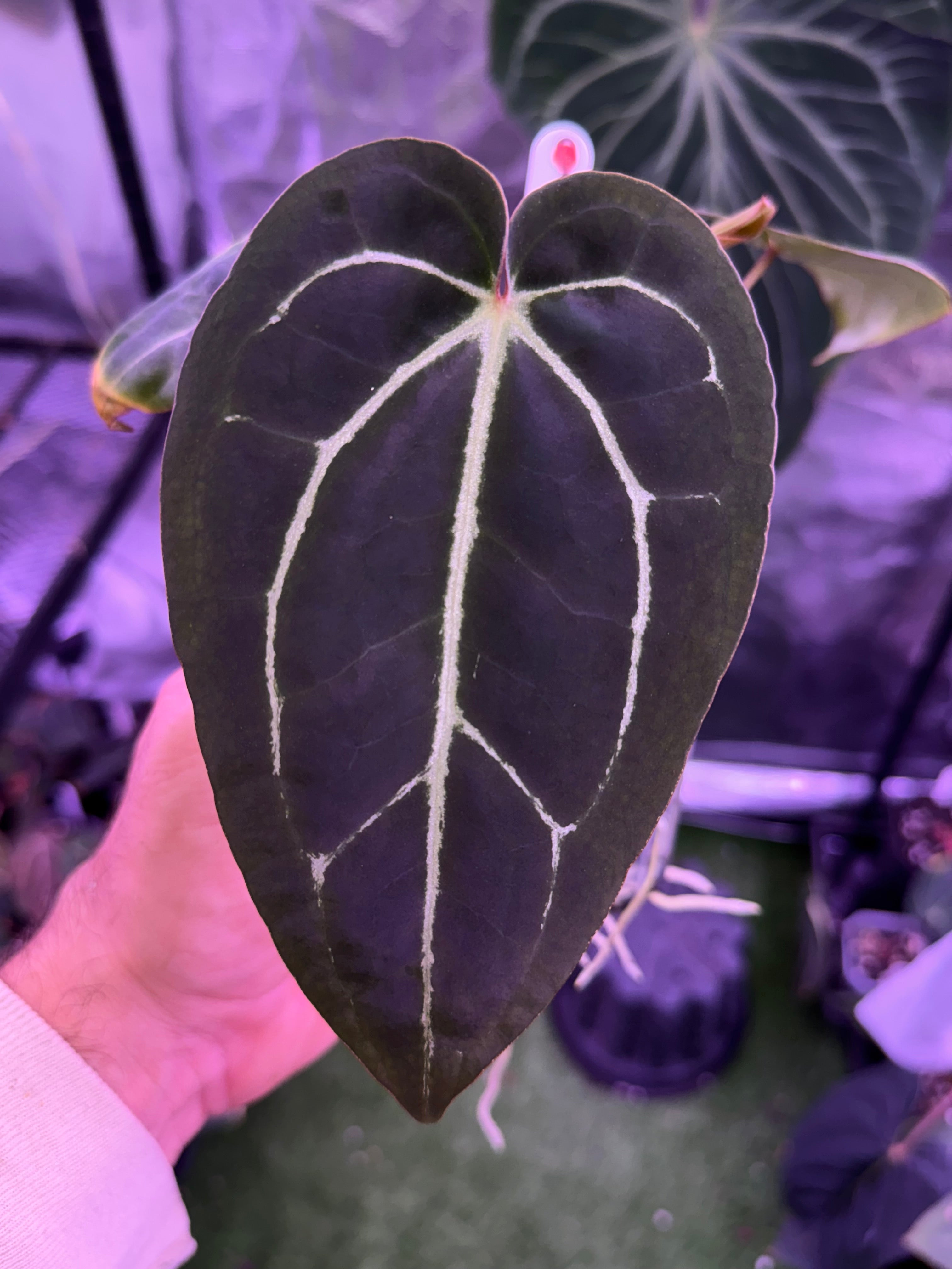 Anthurium (carlabackiae "district" x BWM Buz 2) x Stripey