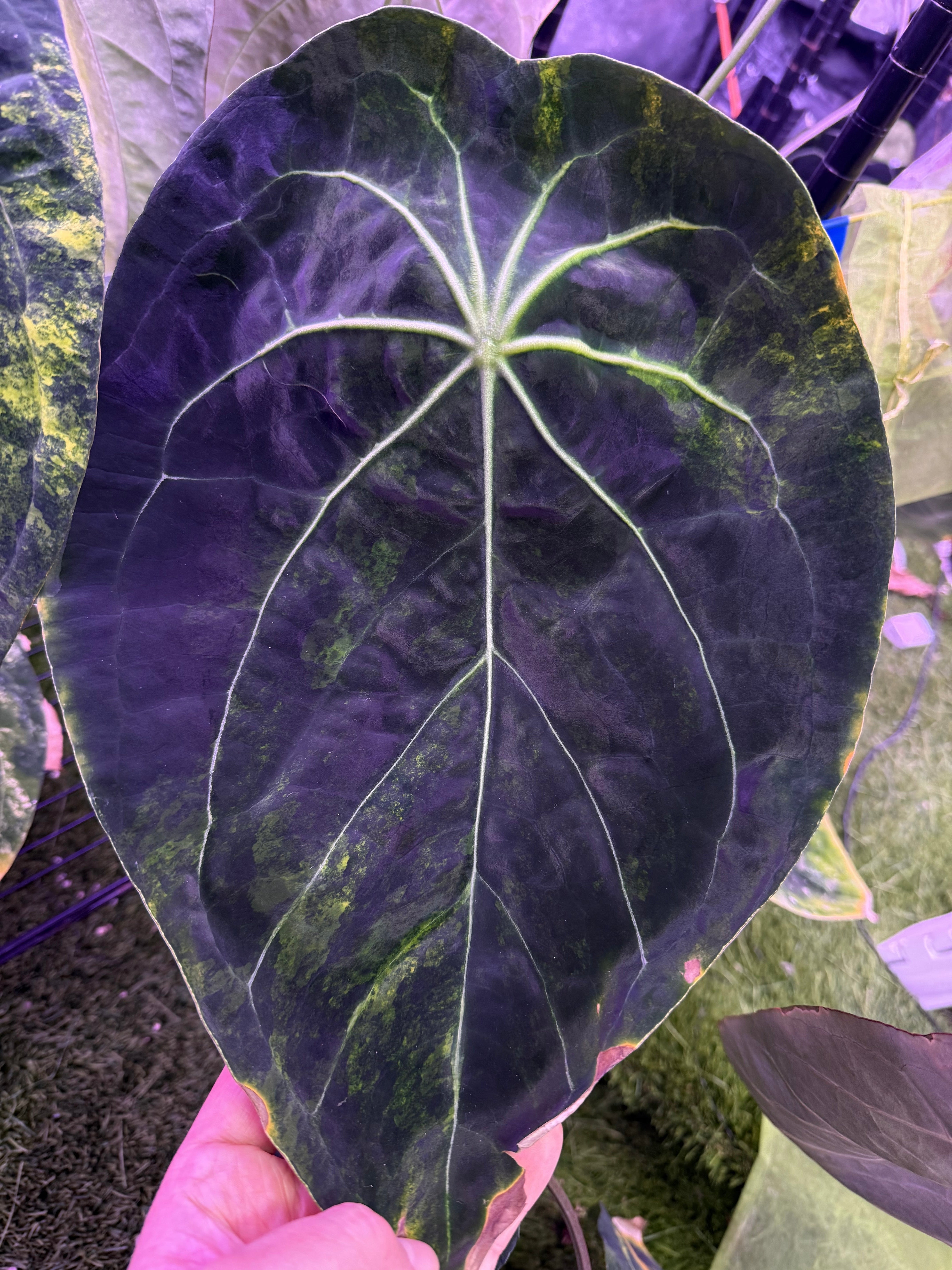 variegated Anthurium forgetti x Red Spider sprout