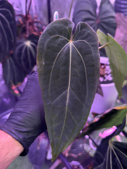 Anthurium dressleri x Snake Oil Buz 2