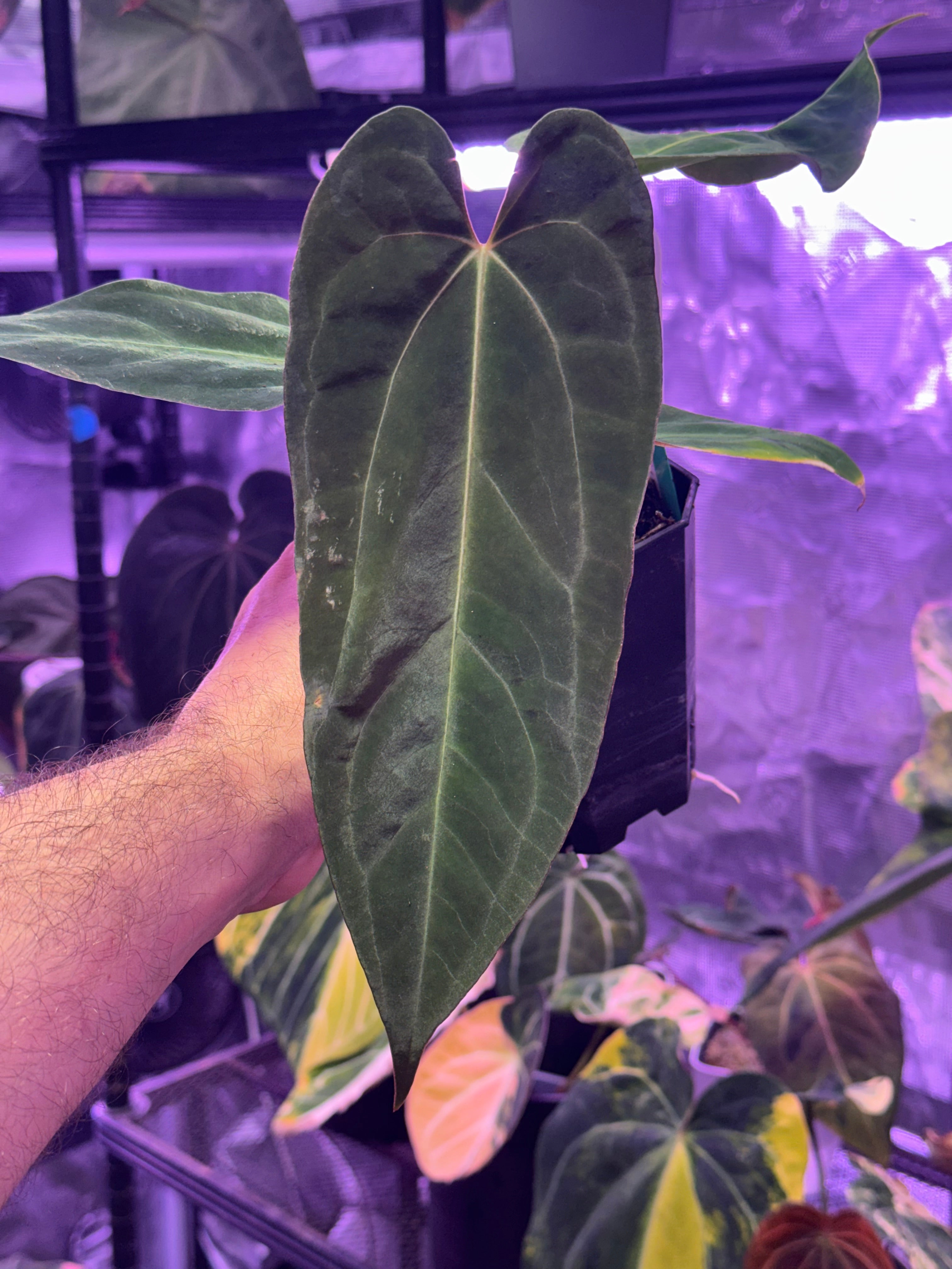 Anthurium dressleri RG#2 x papillilaminum Ralph Lynam