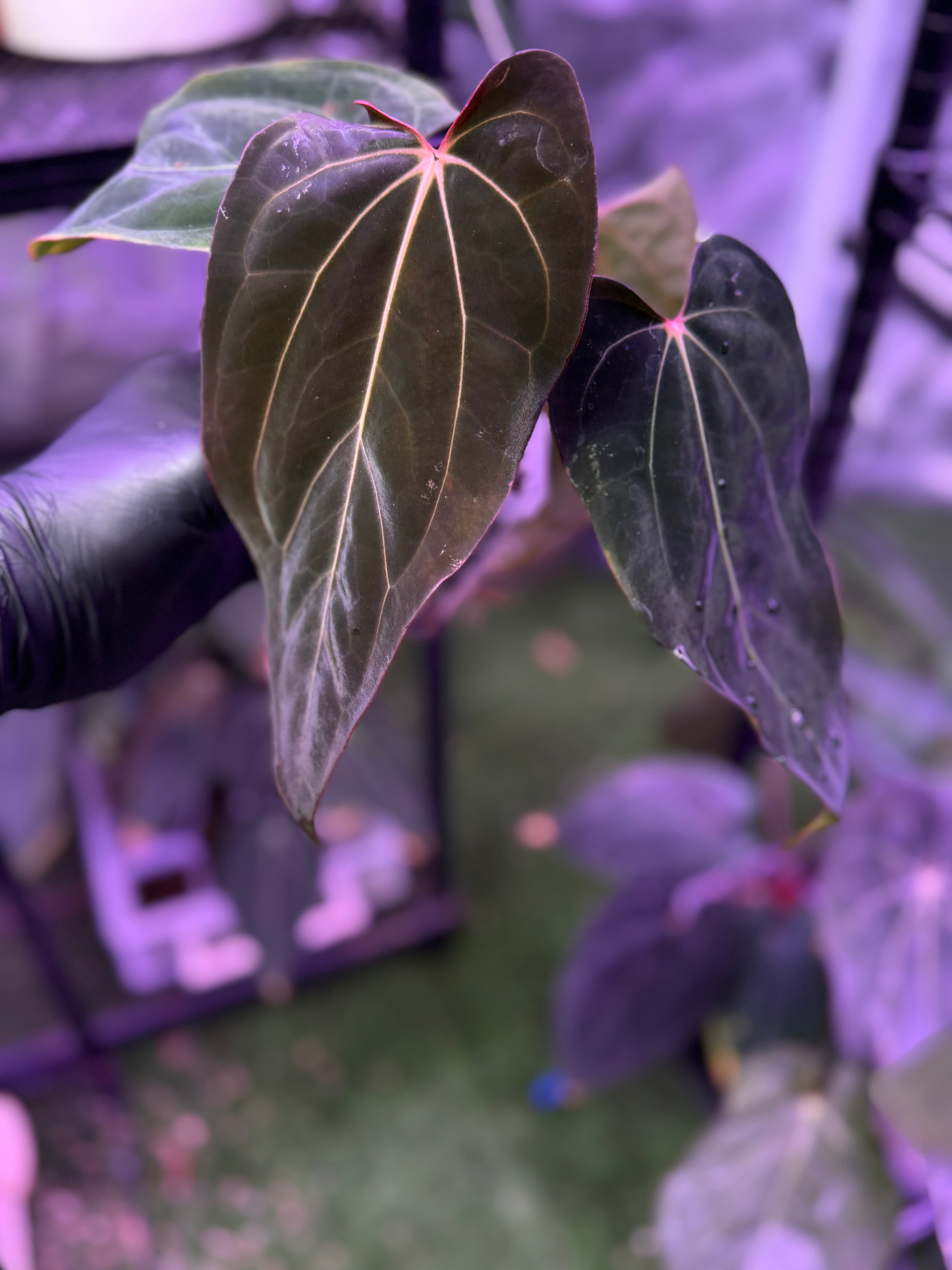 Anthurium carlablackiae Buz1 x RA8 x  rl clone