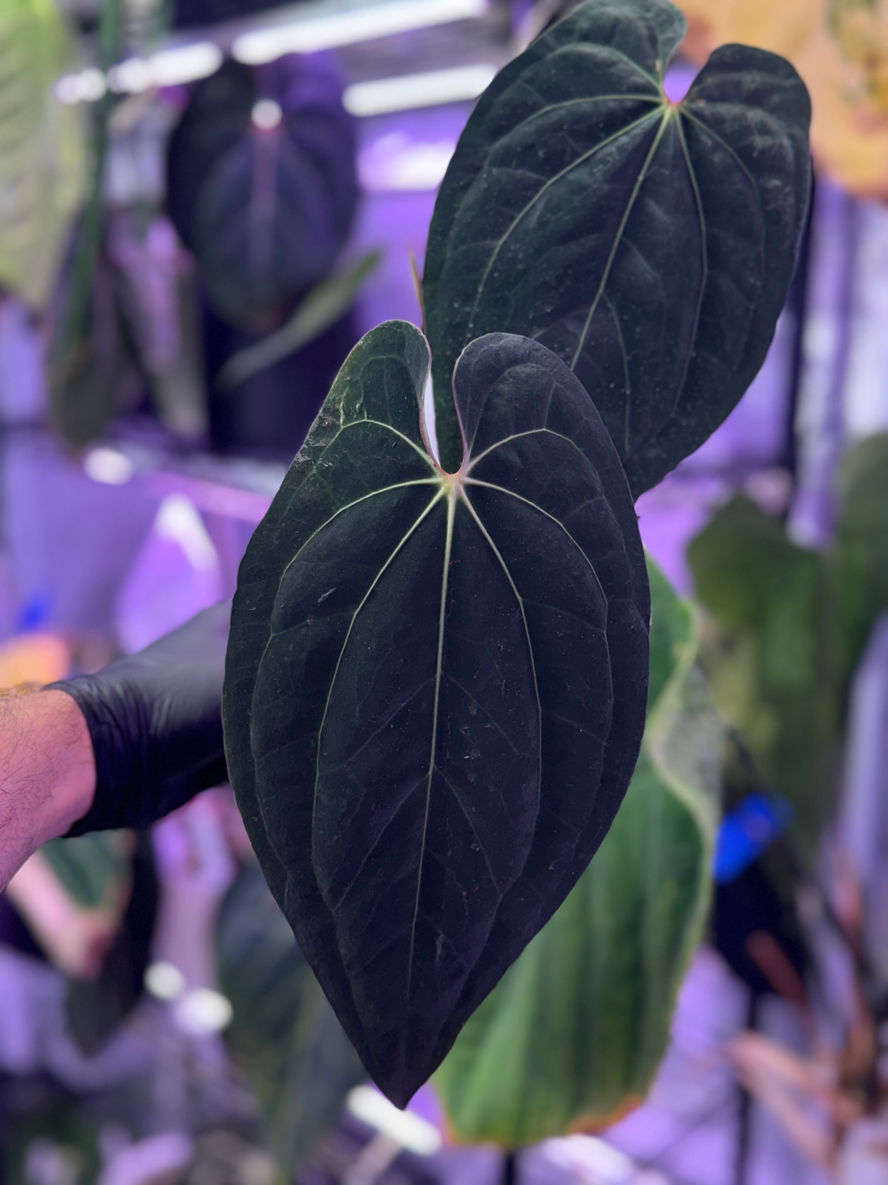 Anthurium (dressleri x carlablackiae) x ‘Red Vein Dark Phoenix’