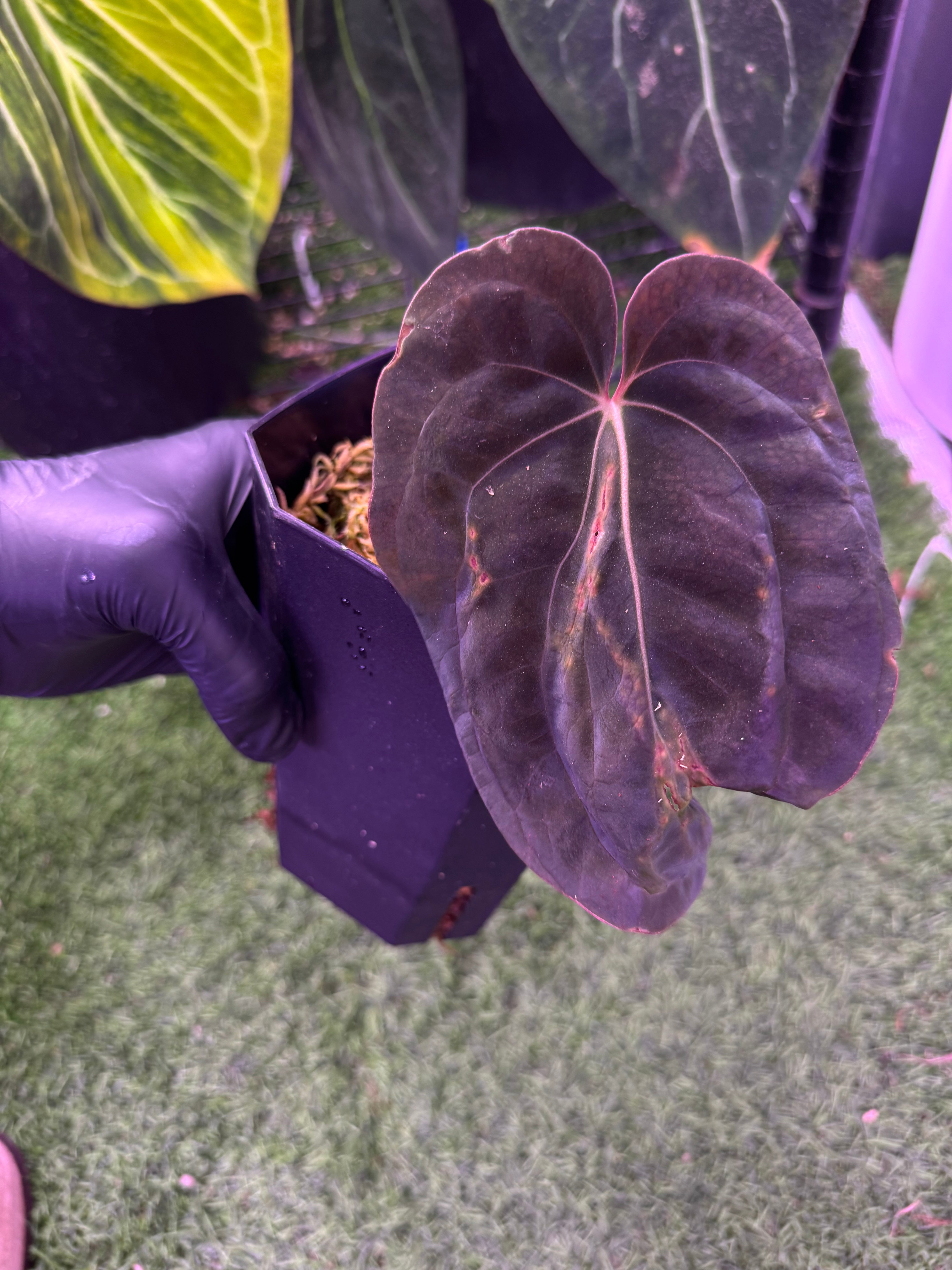 Anthurium BVEP RA9 clone