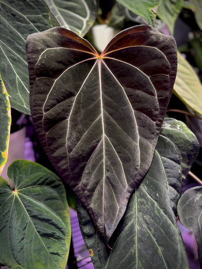 Anthurium (carlablackiae x portillae) X (papillilaminum ‘Fort Sherman’ x dressleri RG F2)