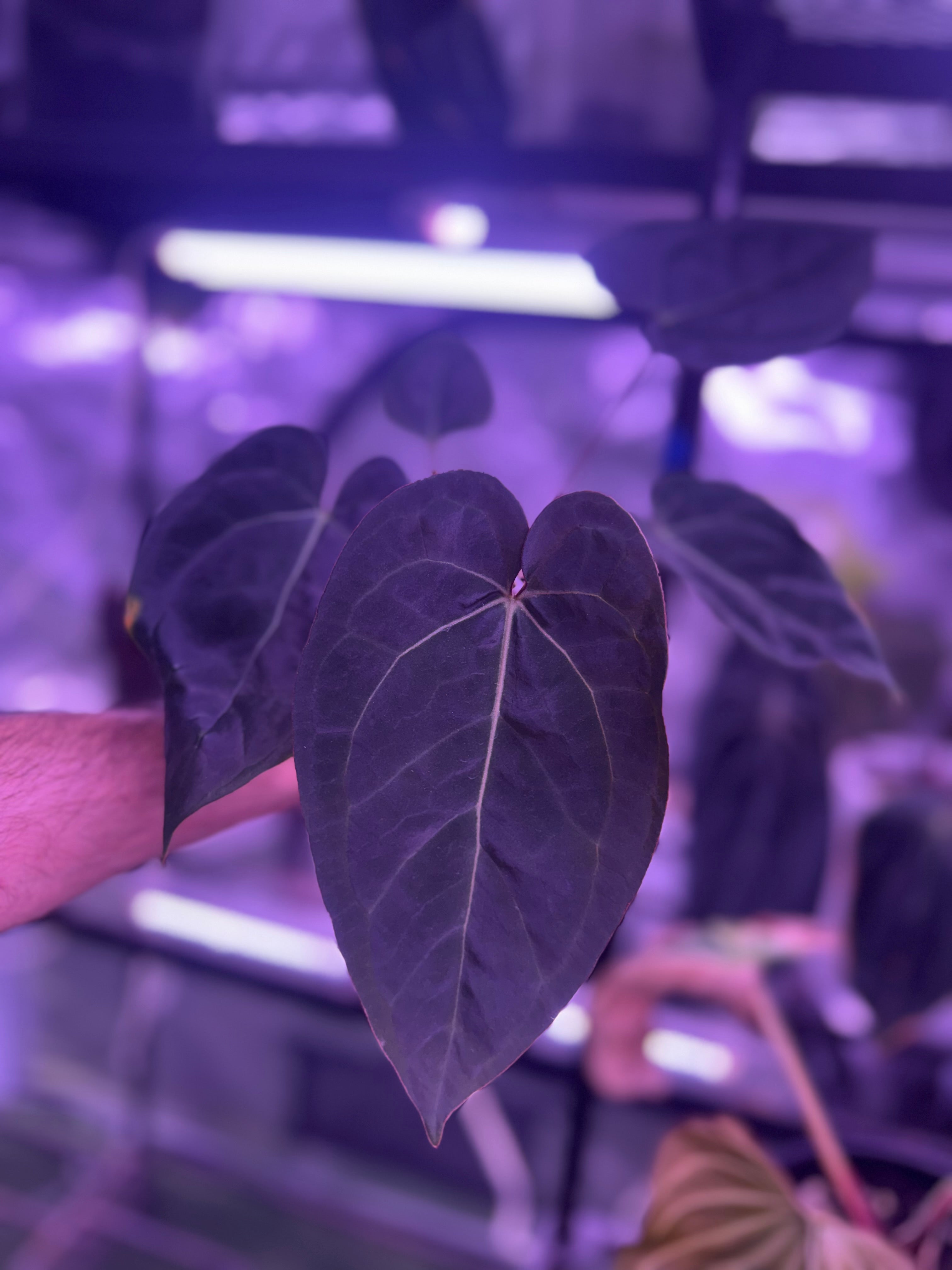 Anthurium “Black Widow x Michelle” x Dorito