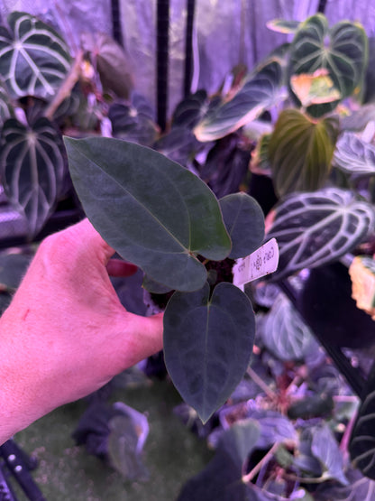 Anthurium carlablackiae OG1 x ? - B