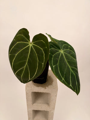 Anthurium carlablackiae 'RA13' x 'OG4' - A