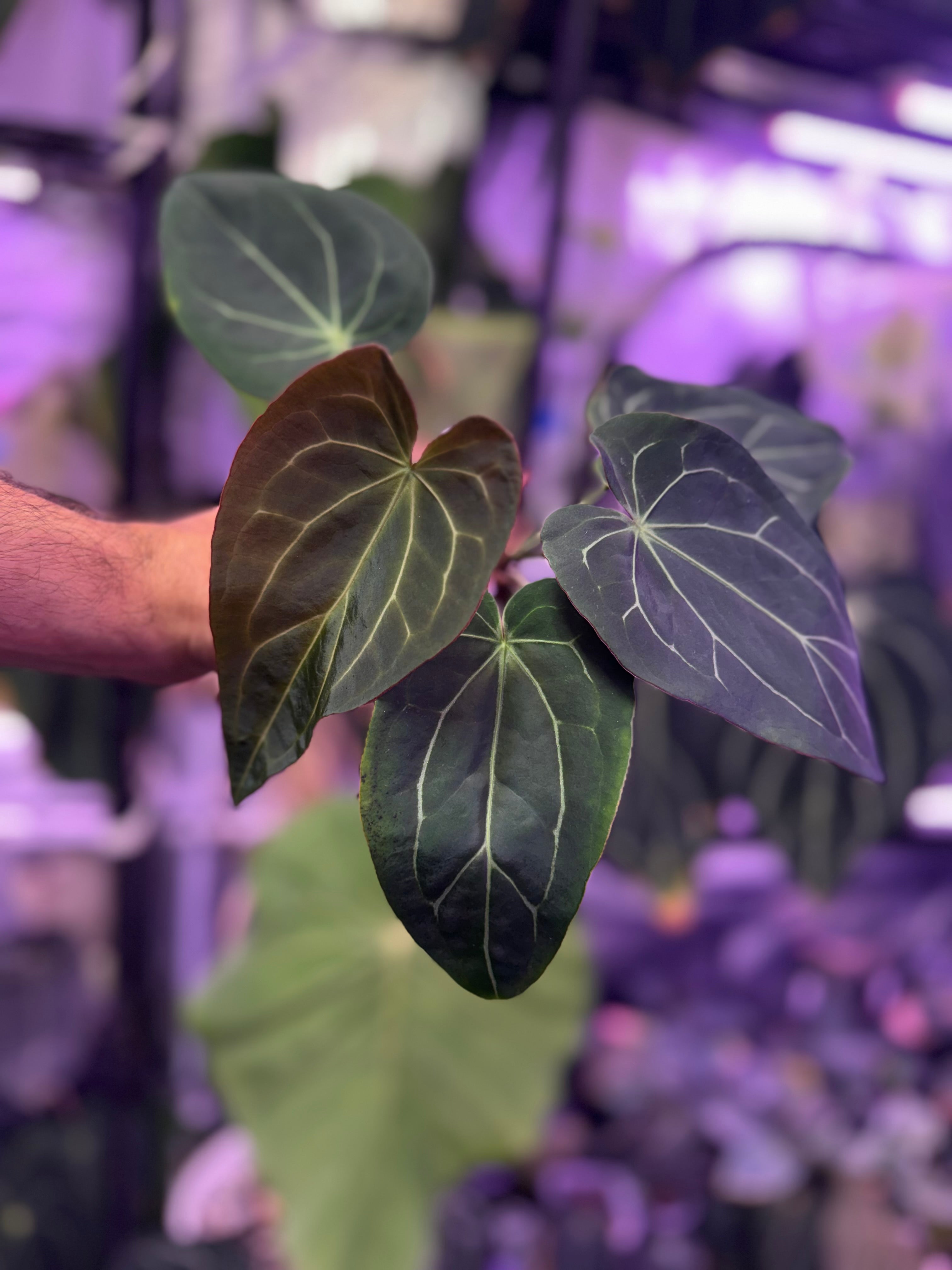 Anthurium Araña x Tim Anderson Stripey