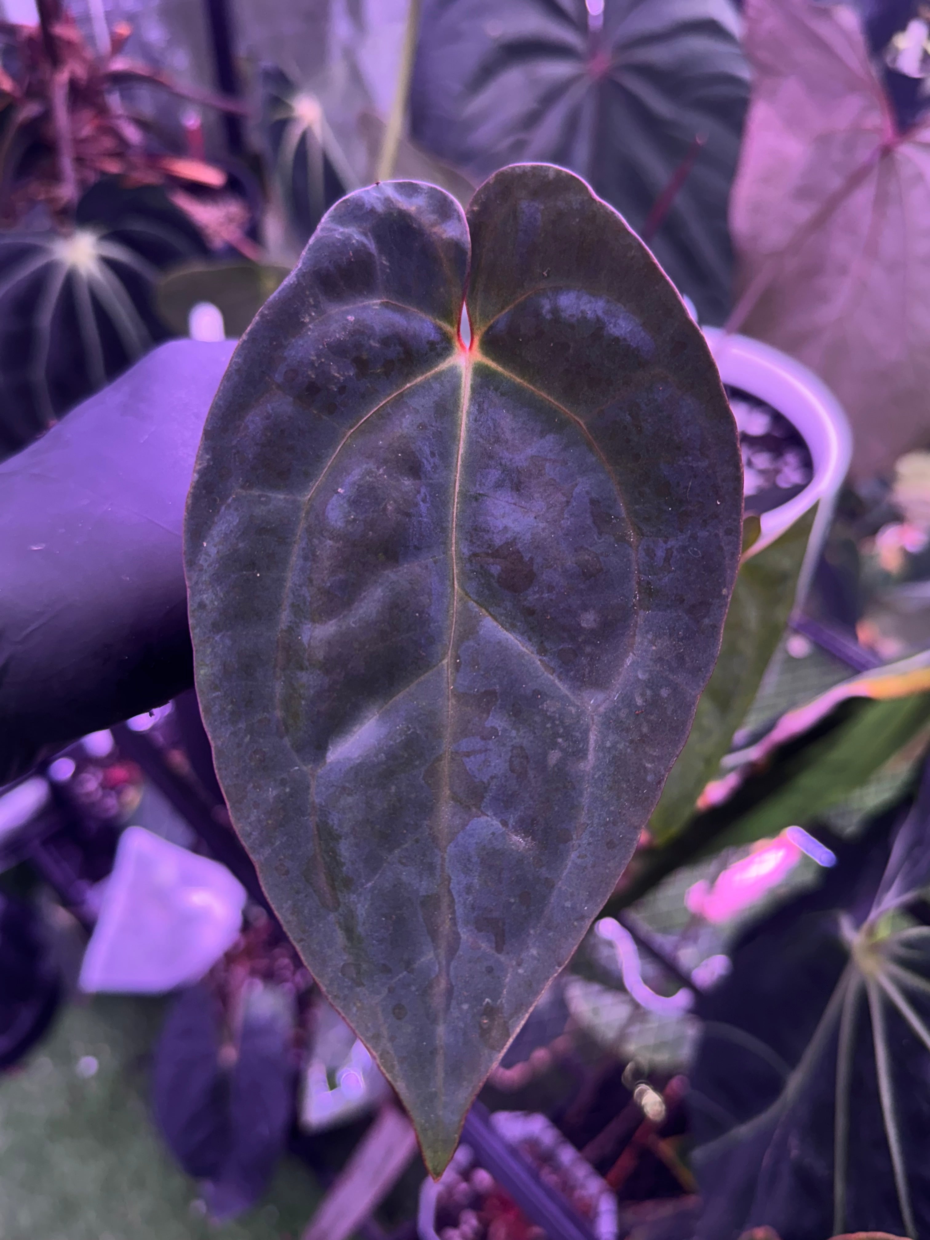 Anthurium pap x RVDP