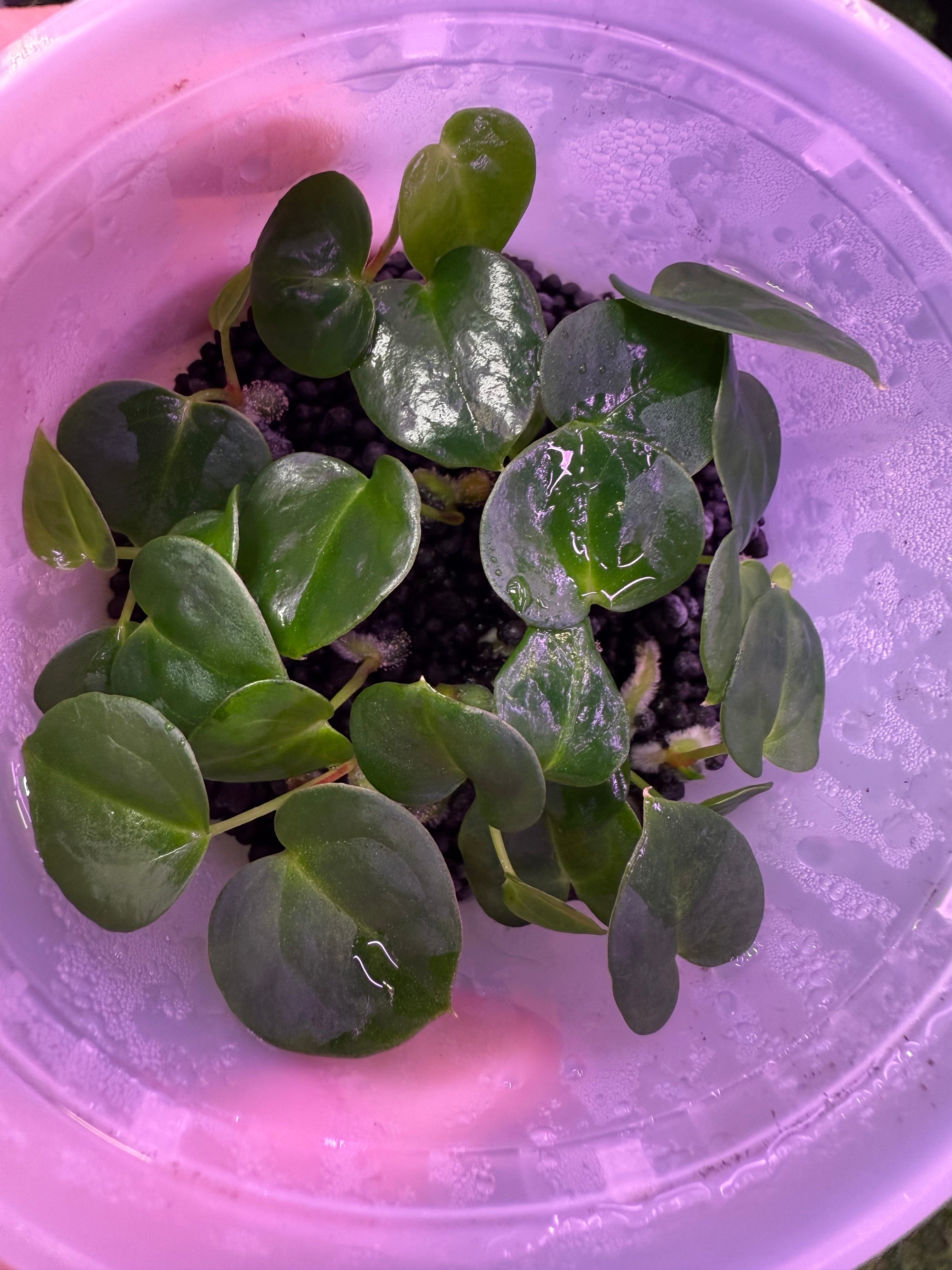 Anthurium ‘Stripey’ X carlablackiae ‘RA6’