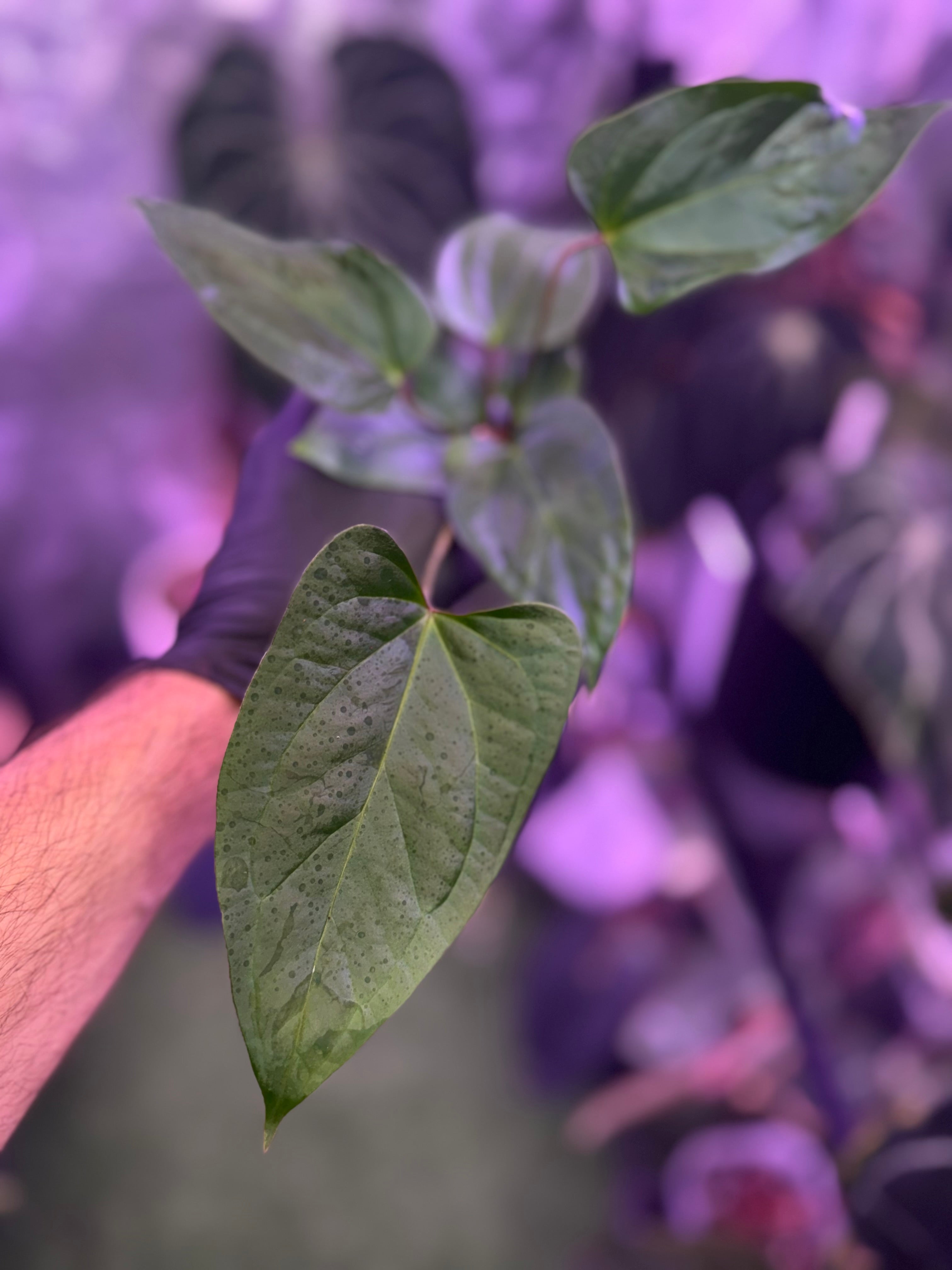 Anthurium Stripey x ustuopoense