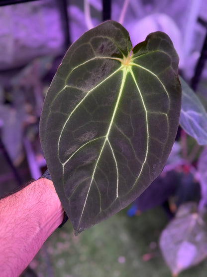 Anthurium forgetii x carlablackiae RA4x8