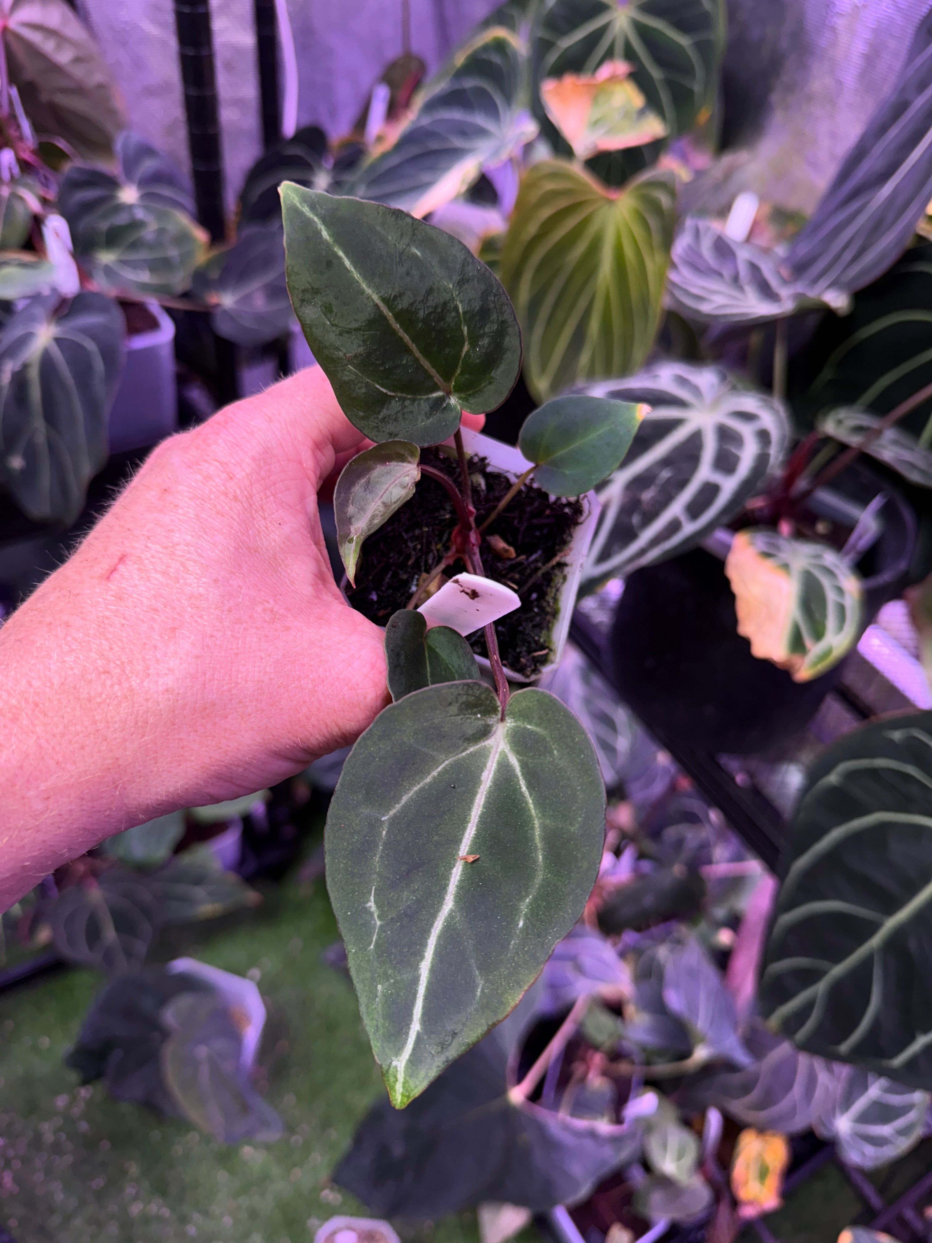 Anthurium Black Widow x Michelle x Self - !