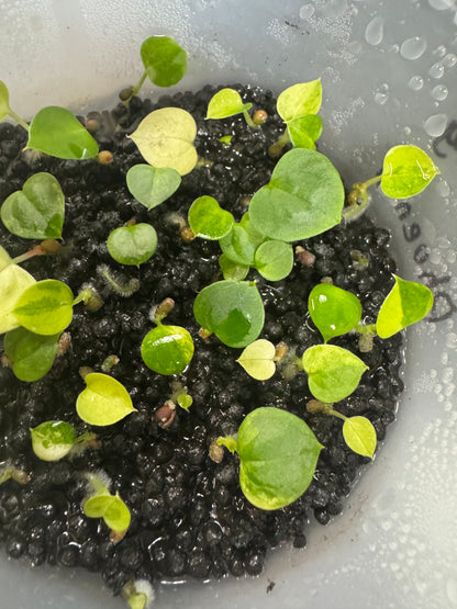 Anthurium (Kaiser x Mag)x Phoenix variegated sprout