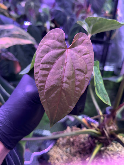 Anthurium dressleri x debile