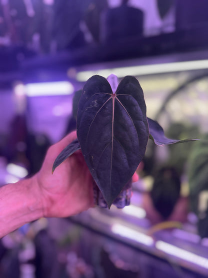 Anthurium (kunayalense x dress) x carlablackiae Buz1