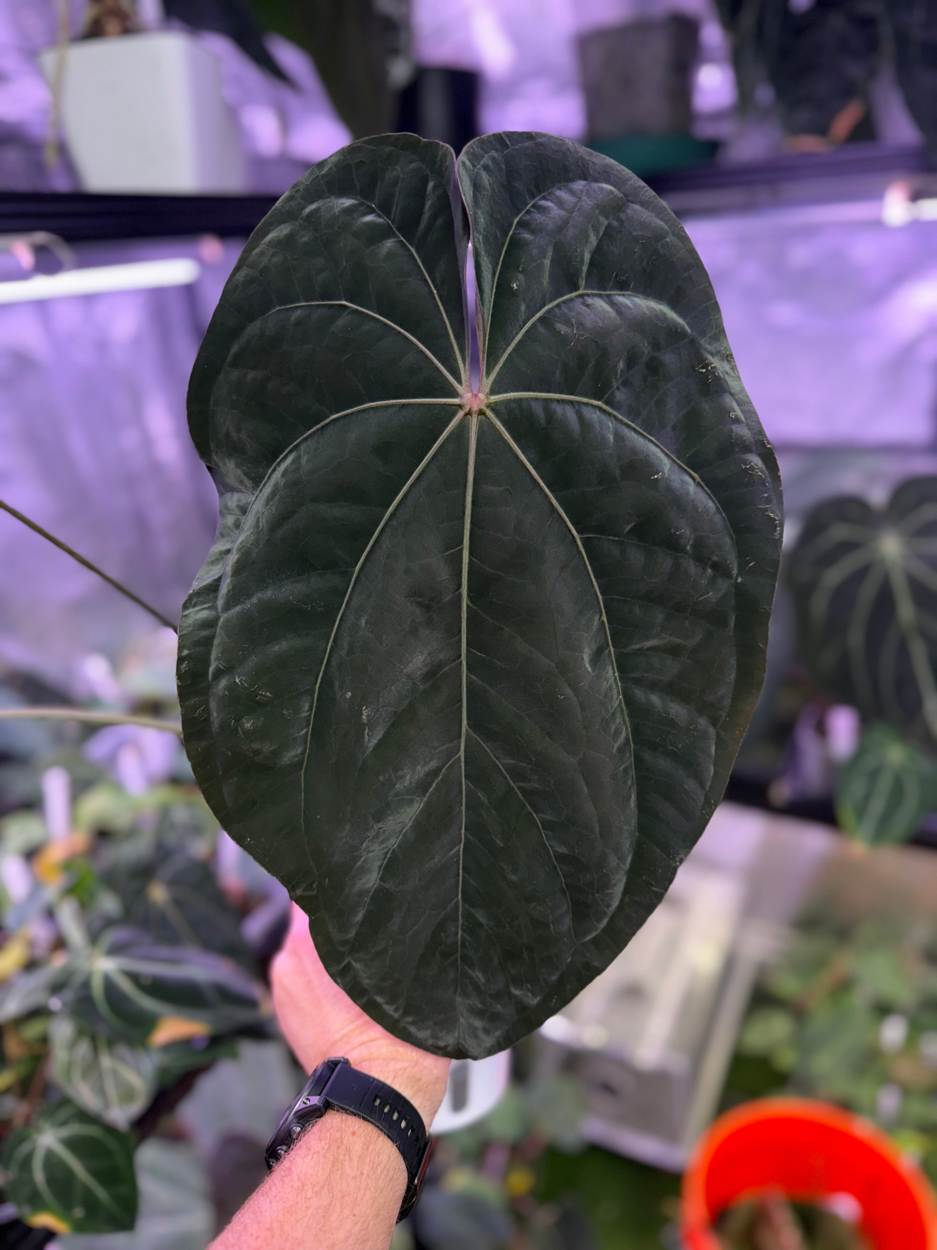 Available plants – Buz Plants