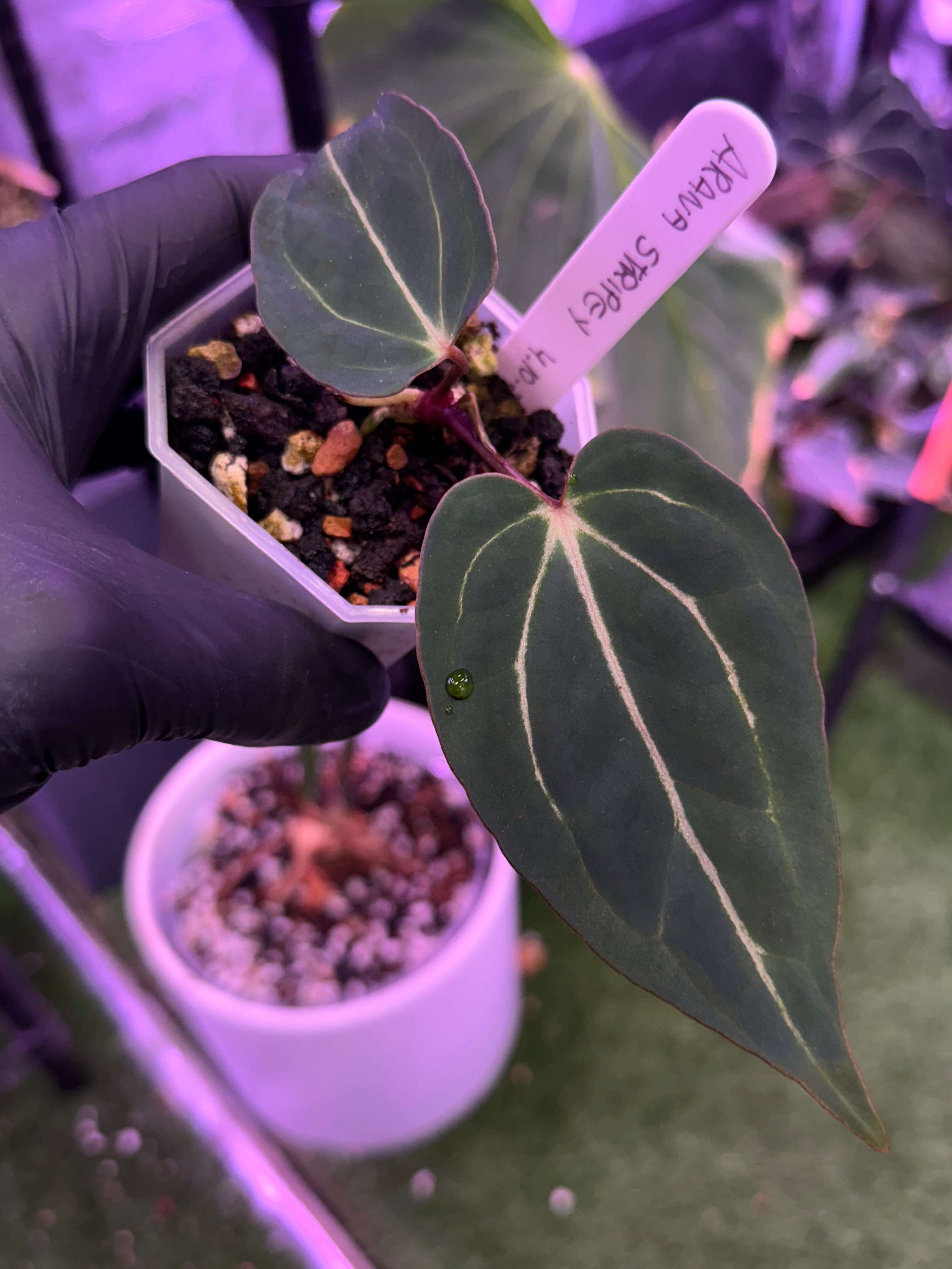 Anthurium Araña x Tim Anderson Stripey