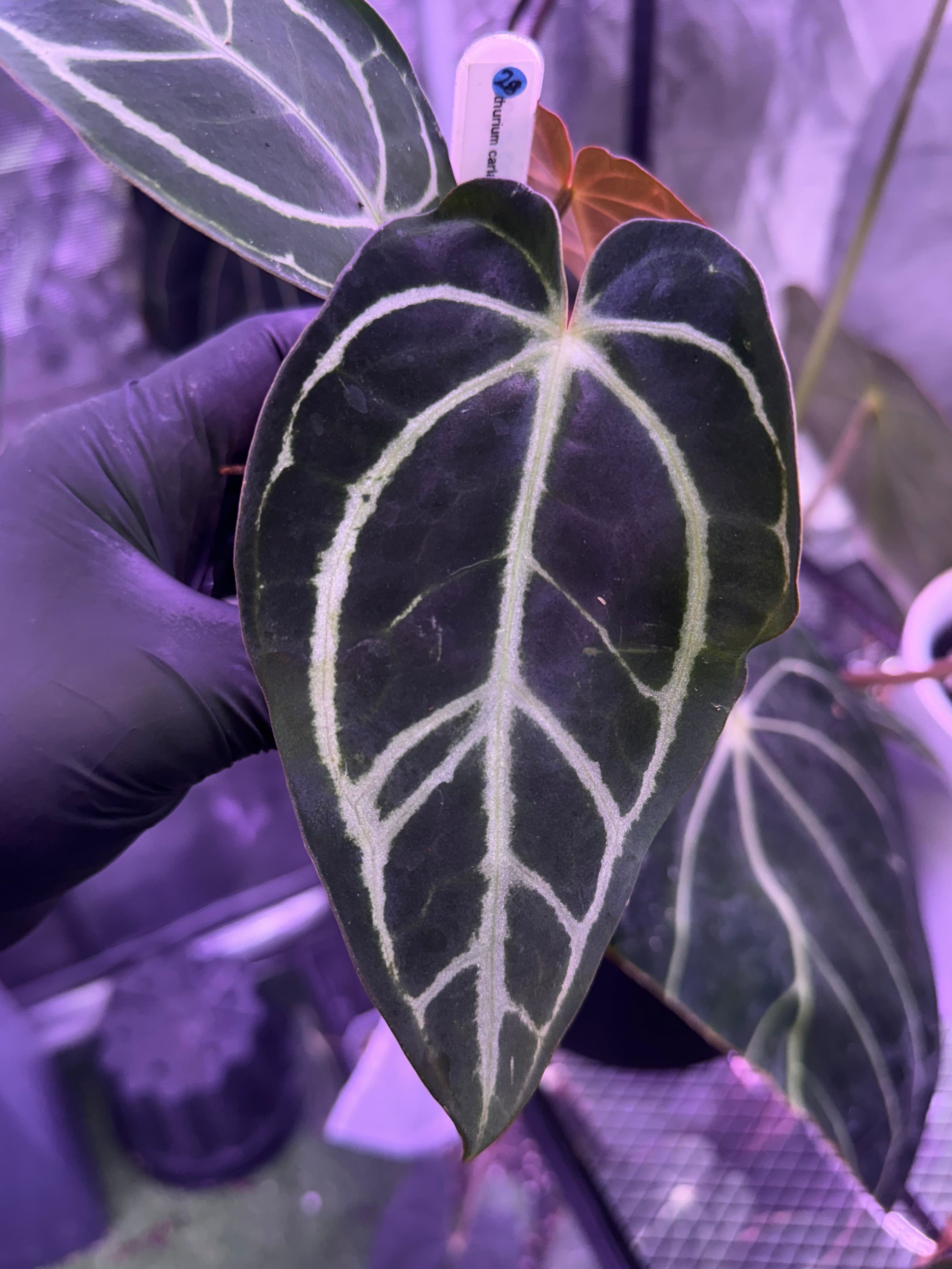 Anthurium carlablackiae (RA1 x RA4) x OG1