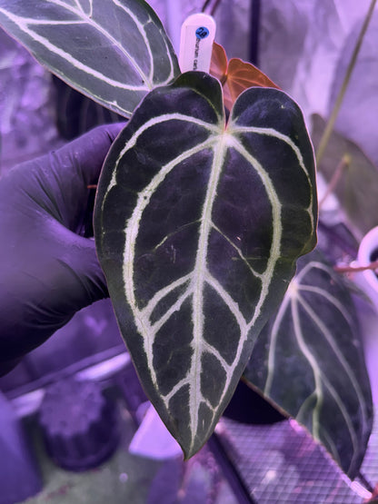 Anthurium carlablackiae (RA1 x RA4) x OG1