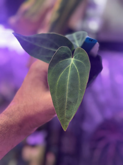 Anthurium ((carlablackiae x Dorito) x Panamama 2.0) x carlablackiae Buz1 x RA6#2