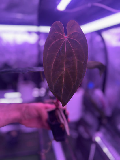 Anthurium Pap x RVDP