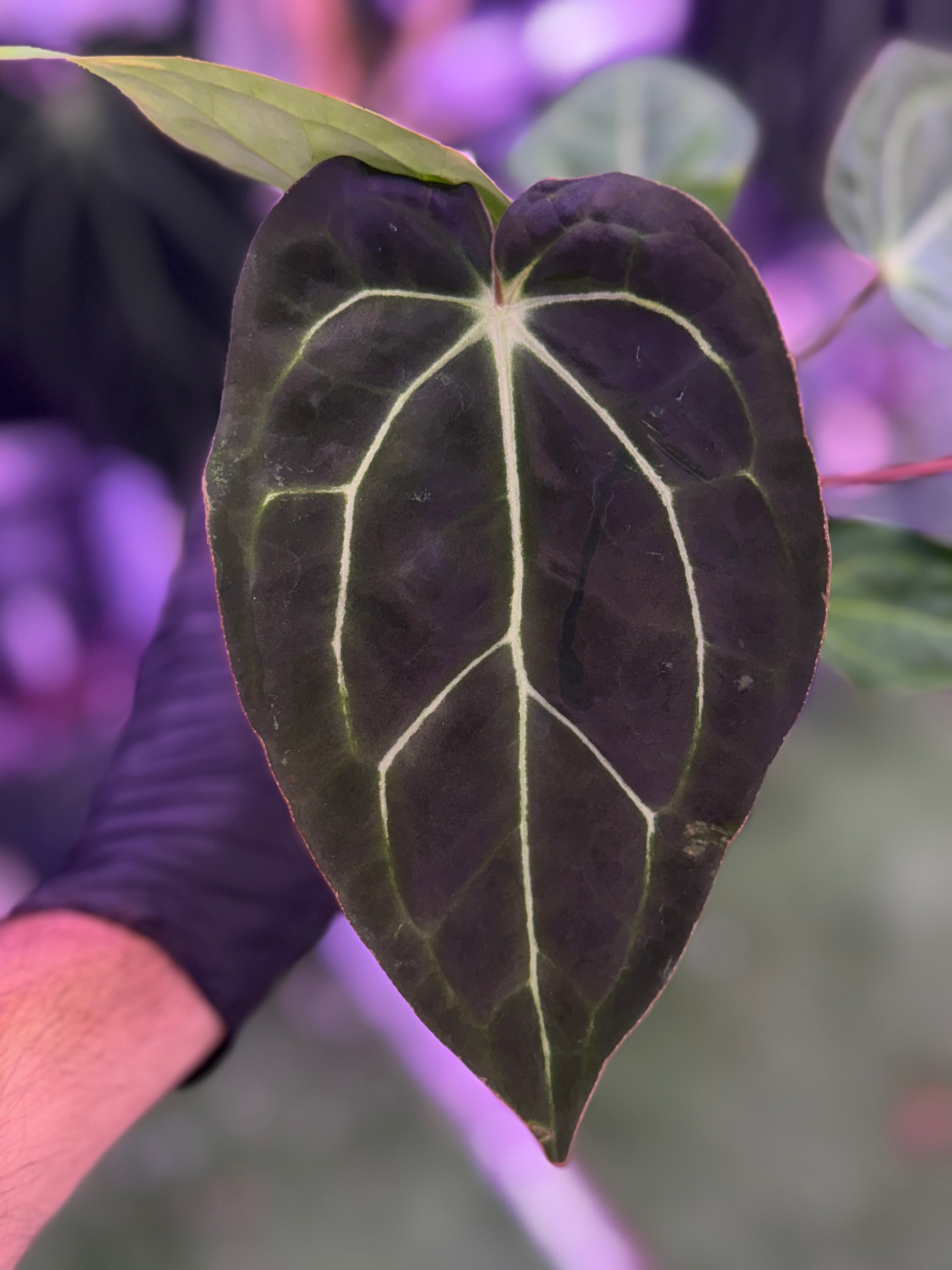Anthurium Stripey x carlablackiae RA6