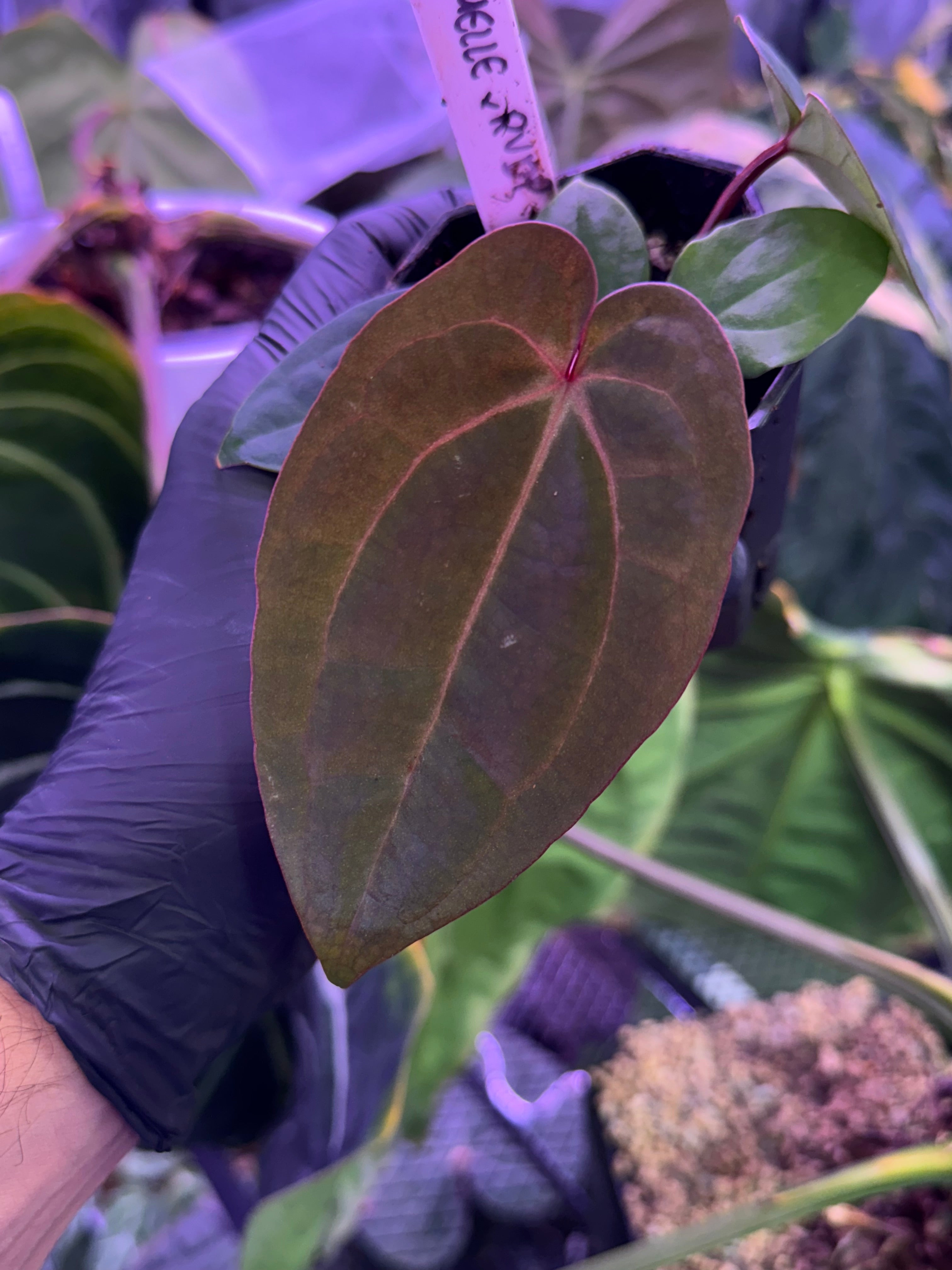 Anthurium Michelle x RVDP