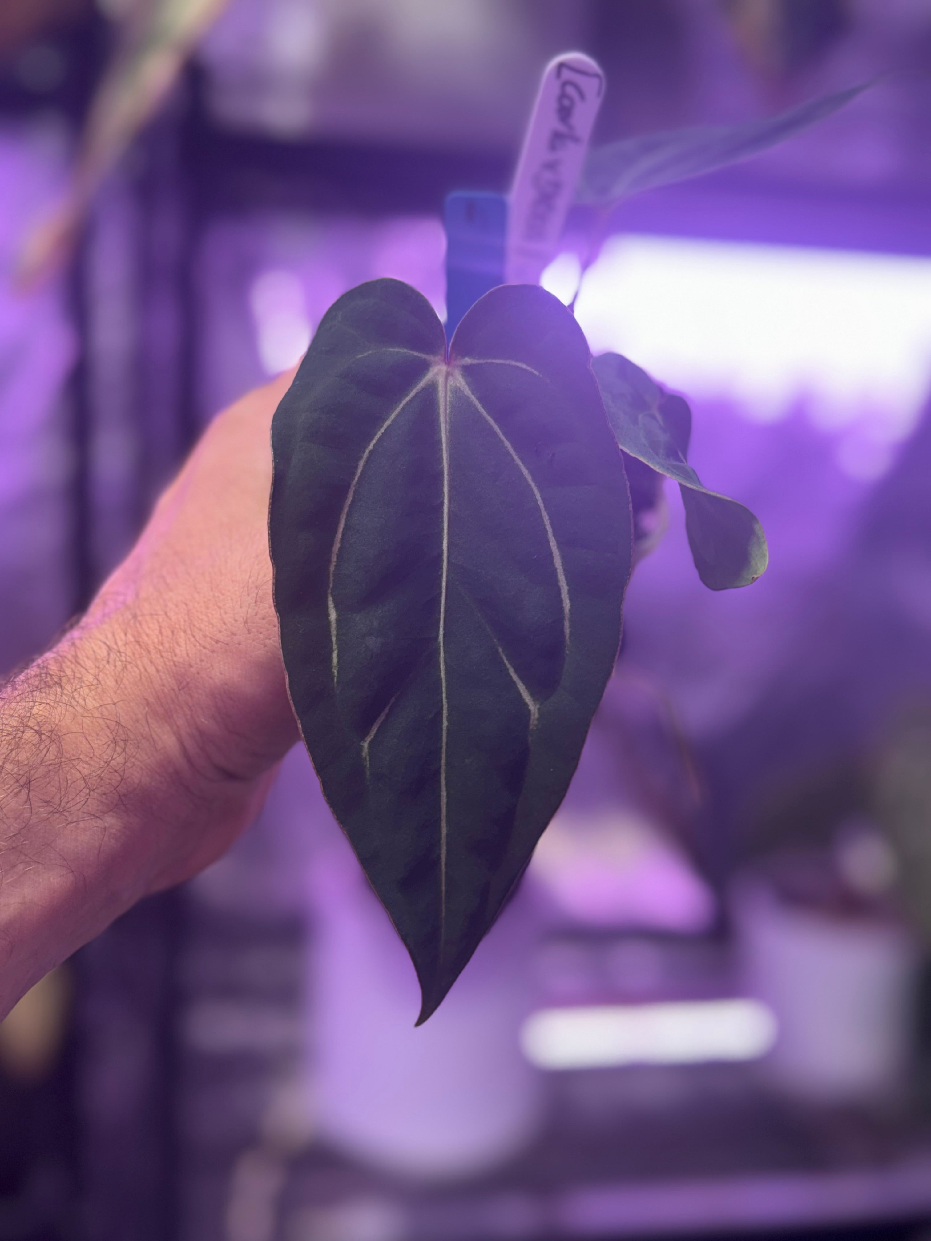 Anthurium ((carlablackiae x dressleri) x “Black Widow x Michelle”)  x PapX