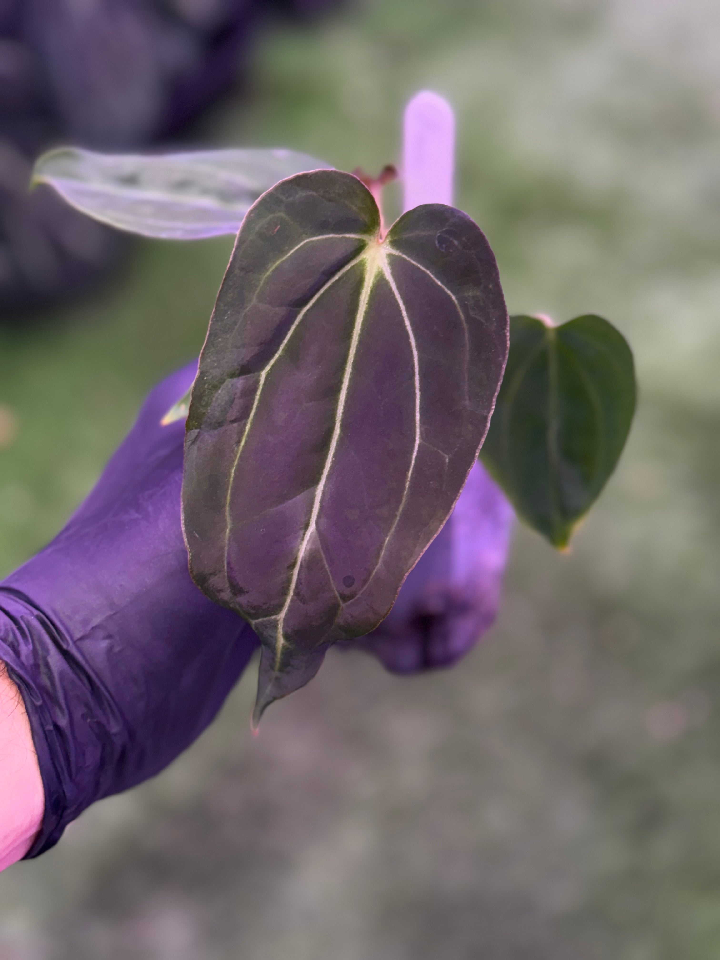 Anthurium Araña x Tim Anderson Stripey
