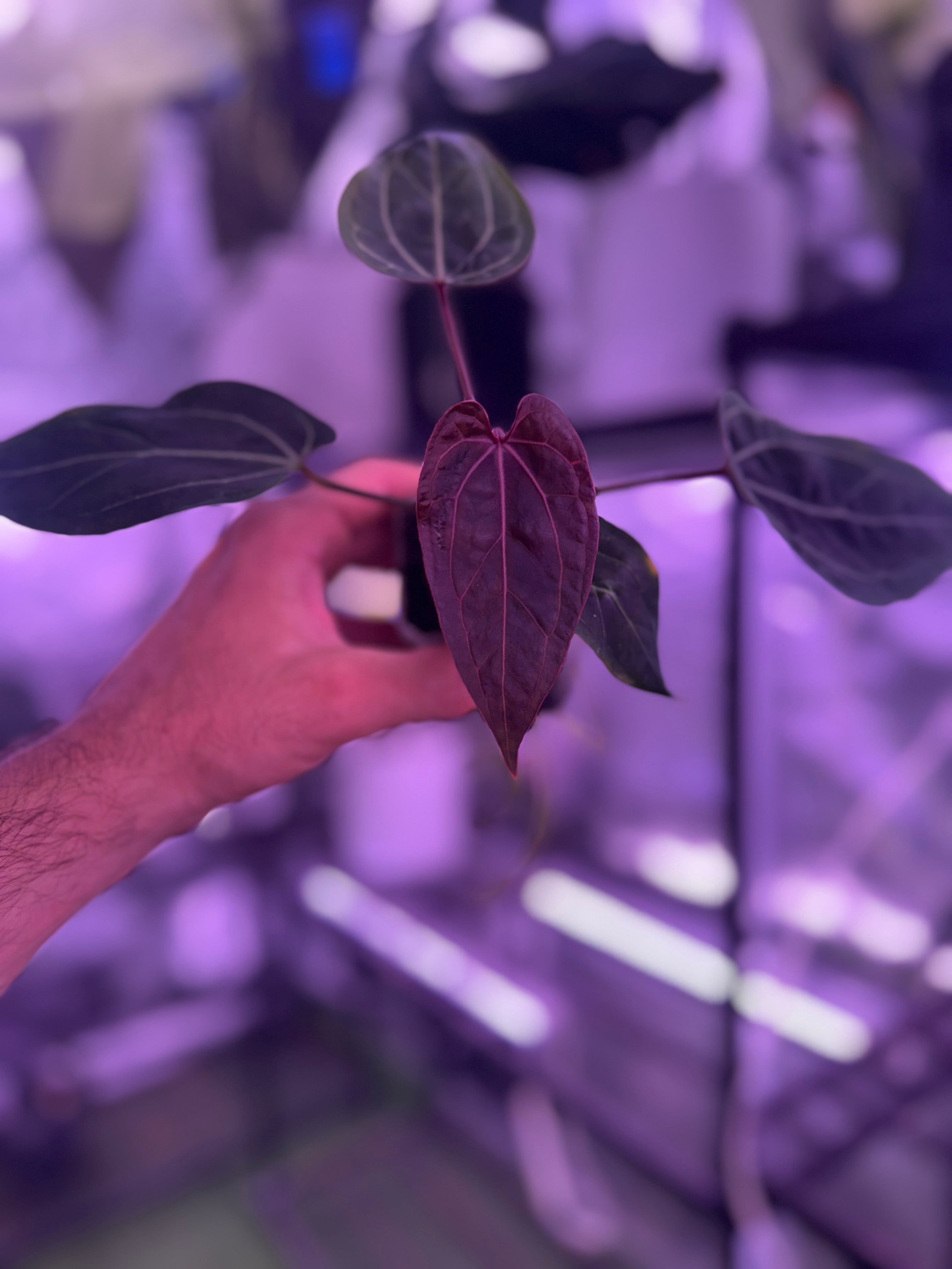 Anthurium Dorito x Tezula Red Crystal
