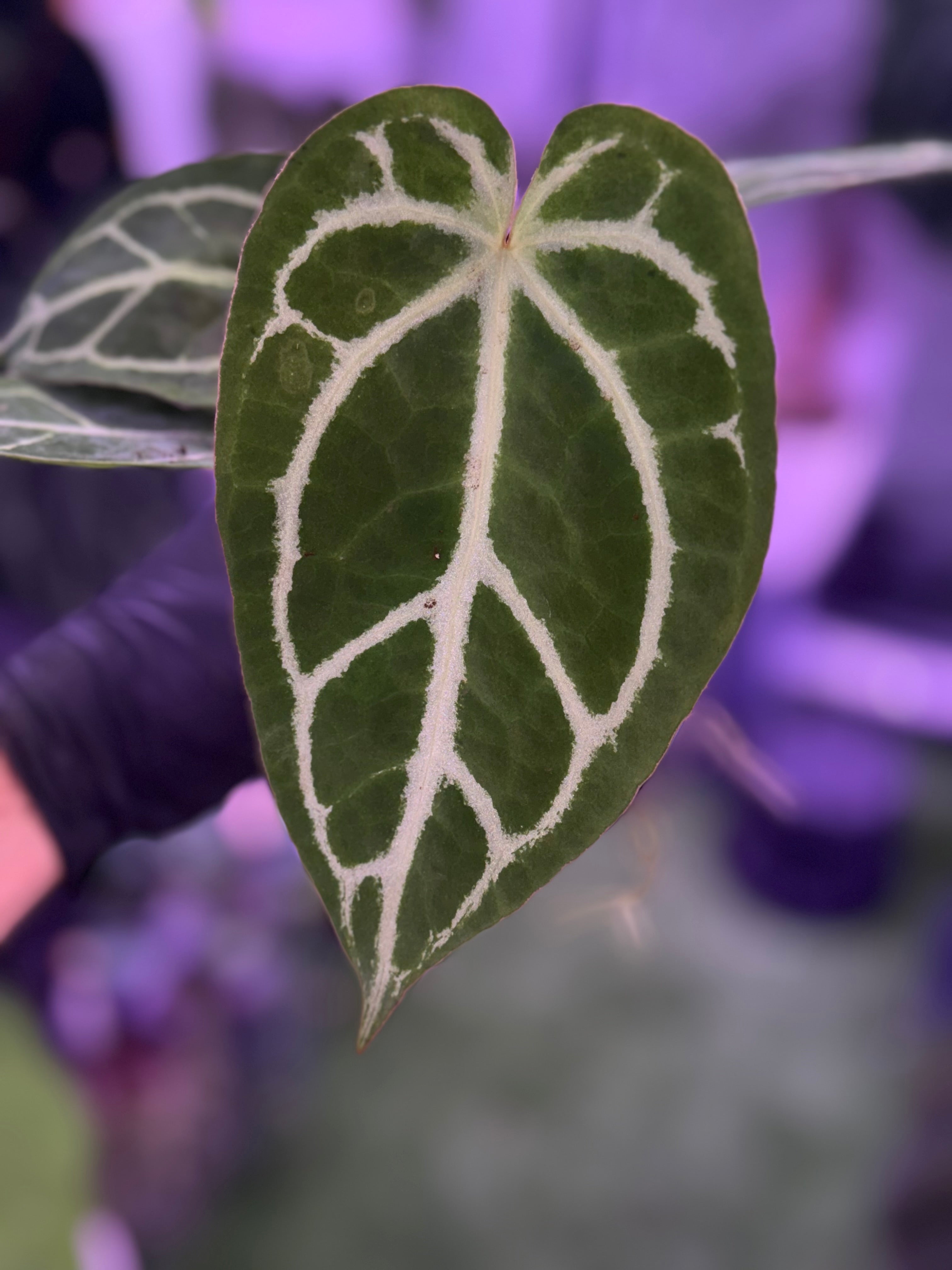 Anthurium FTG crystal x Stripey