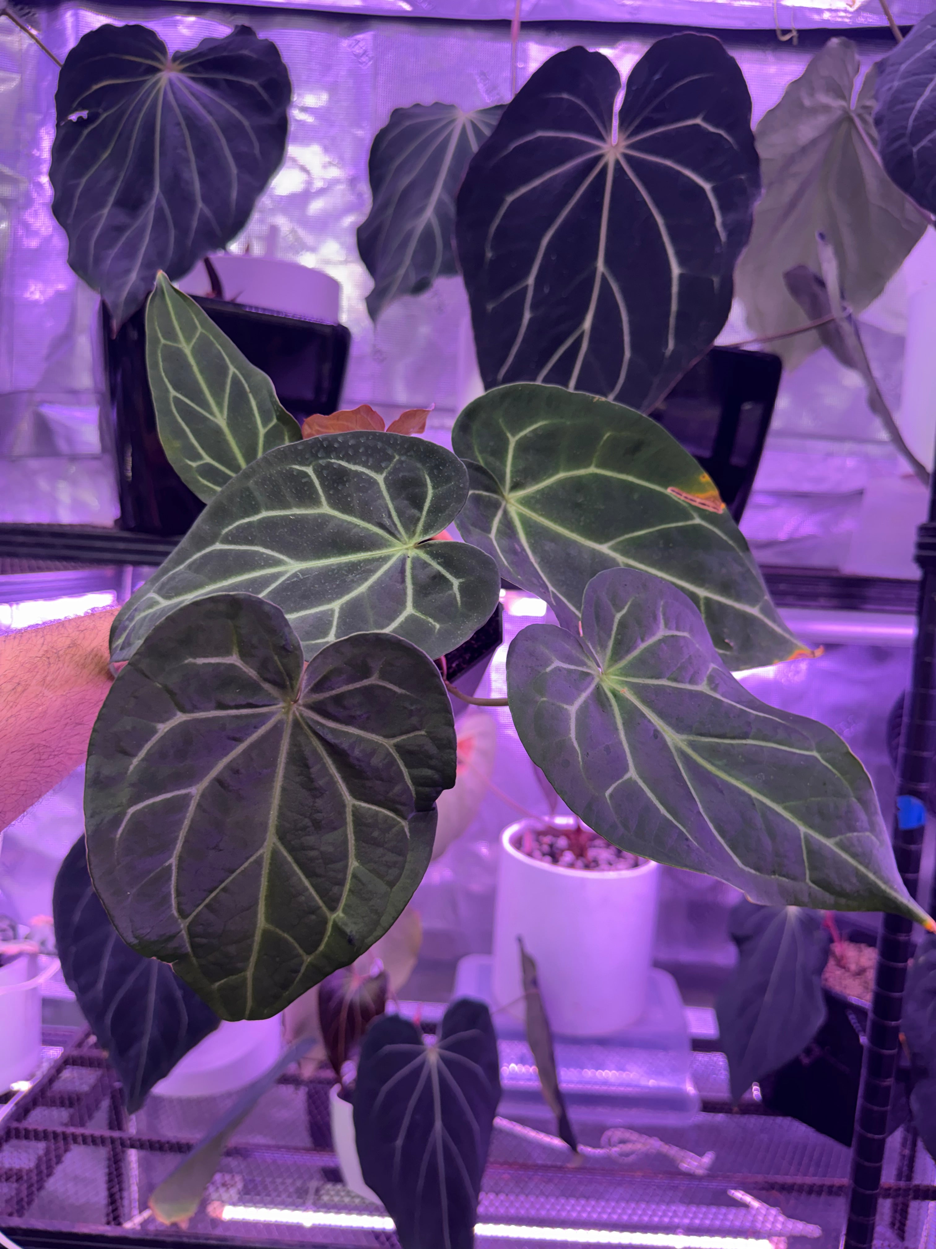 Anthurium magnificum “Norte” x “Black Widow x Michelle”