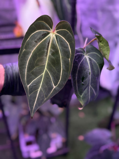 Anthurium carlablackiae District x Buz 1