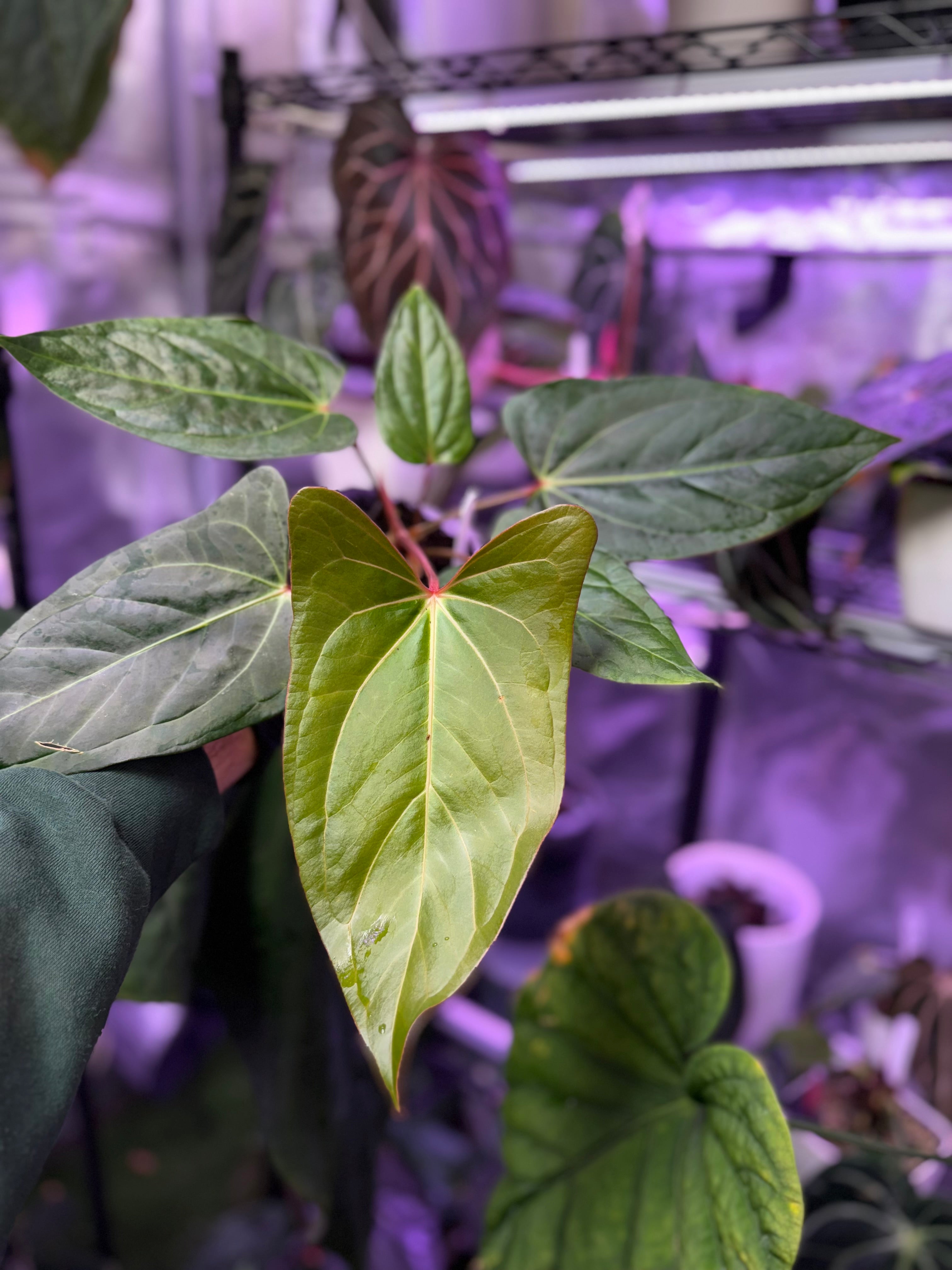 Anthurium carlablackiae "RA15" x ustuopoense 