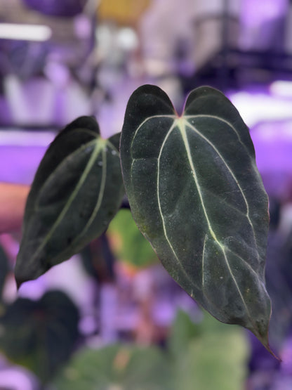 Anthurium Carlablackiae Buz1 x (carla x sp. nov Df)