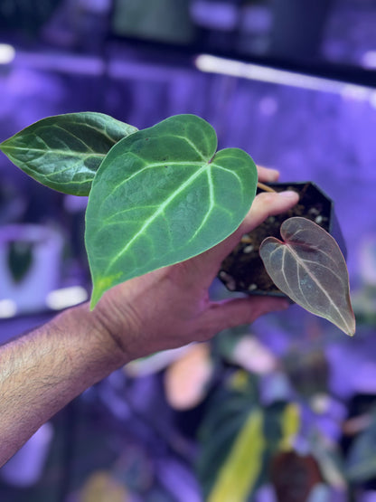 Anthurium “Black Widow x Michelle” x magnificum “Norte”