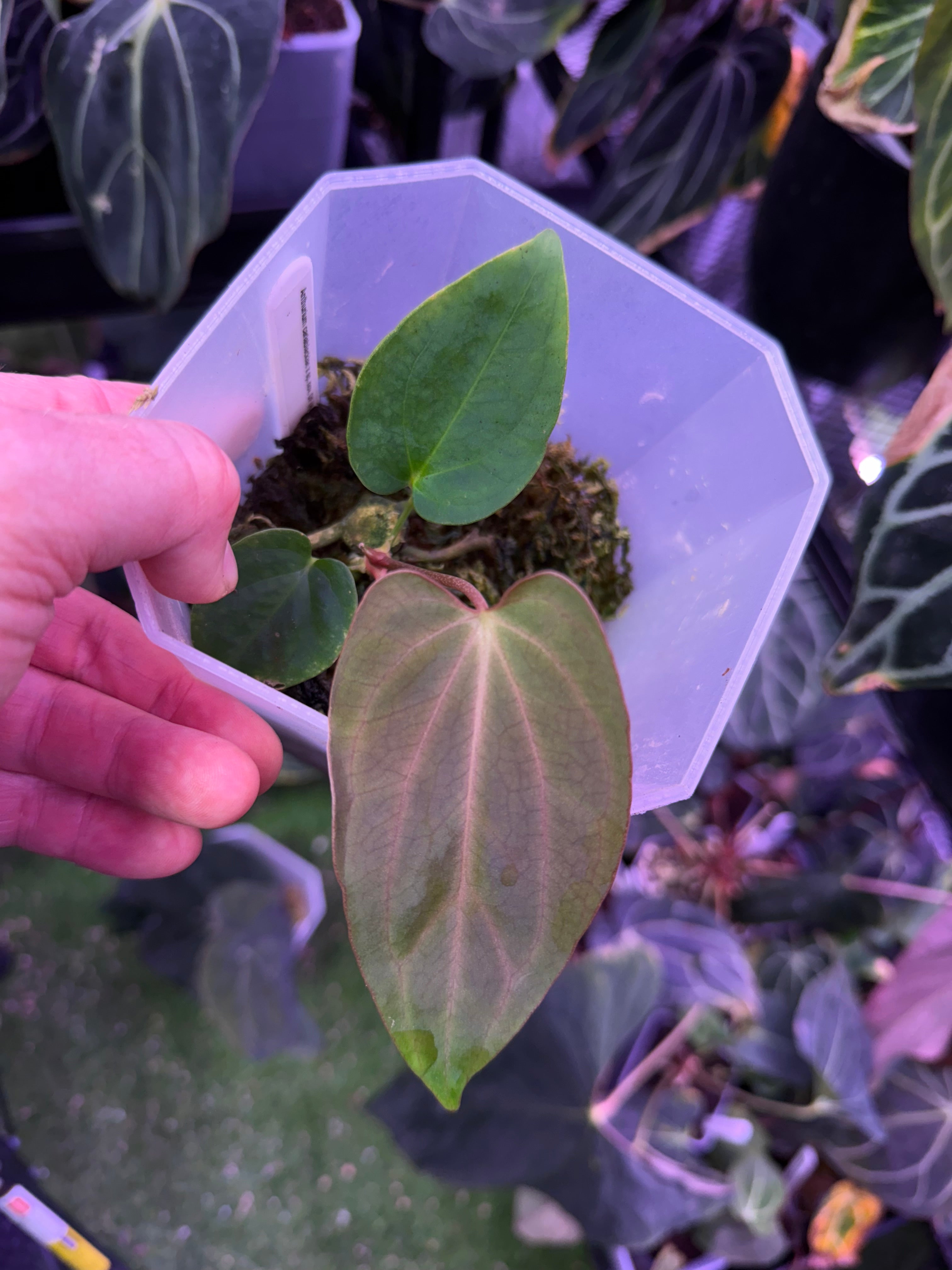 Anthurium carlablackiae X sp. nov. DF - RA Clone