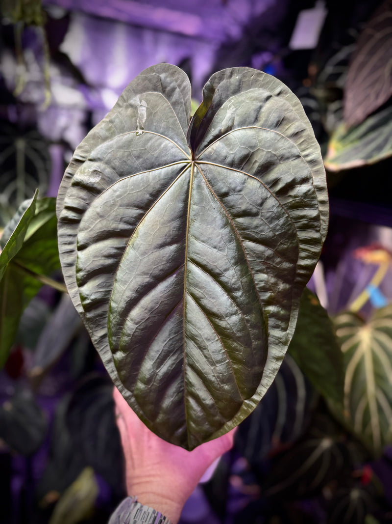 Anthurium Hobgoblin