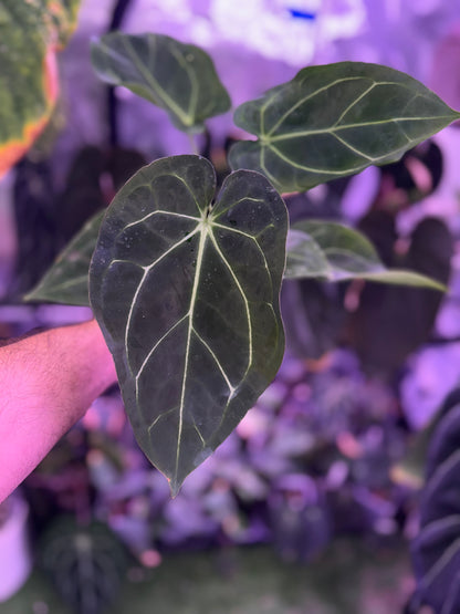 Anthurium forgetii x carlablackiae RA4x8