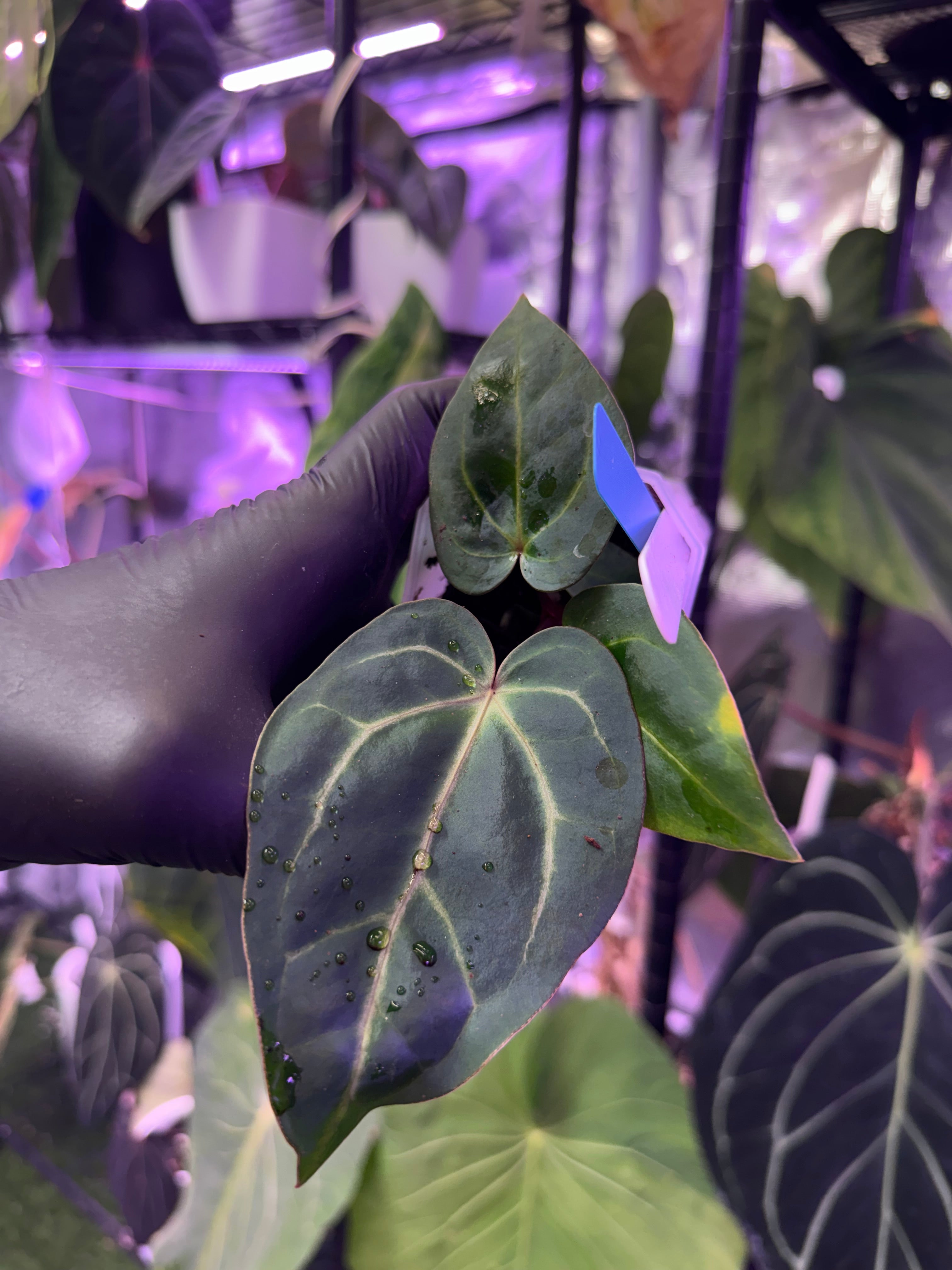 anthurium carlablackiae x ‘Black Widow x Michelle’ F1