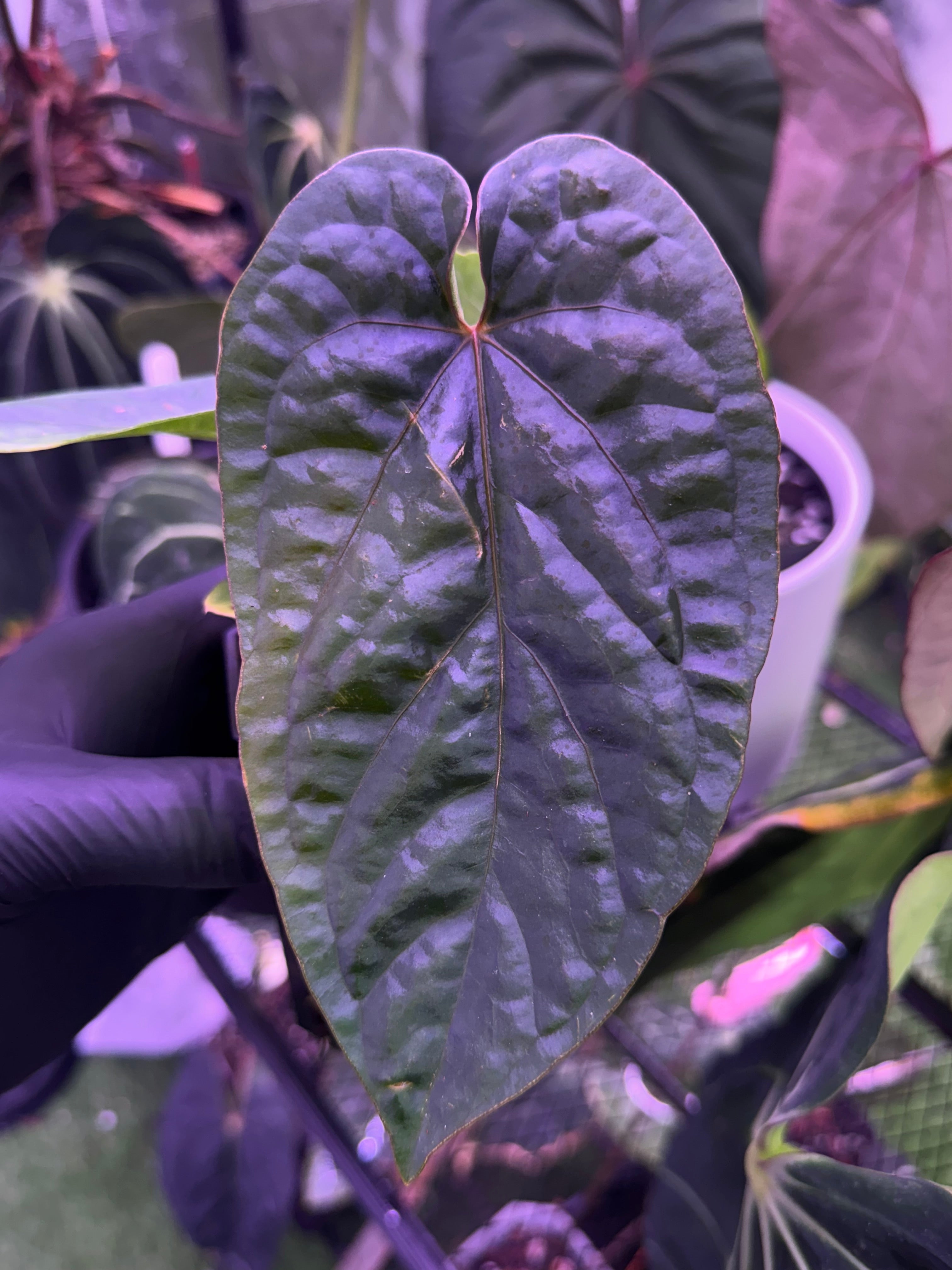 Anthurium dressleri x debile
