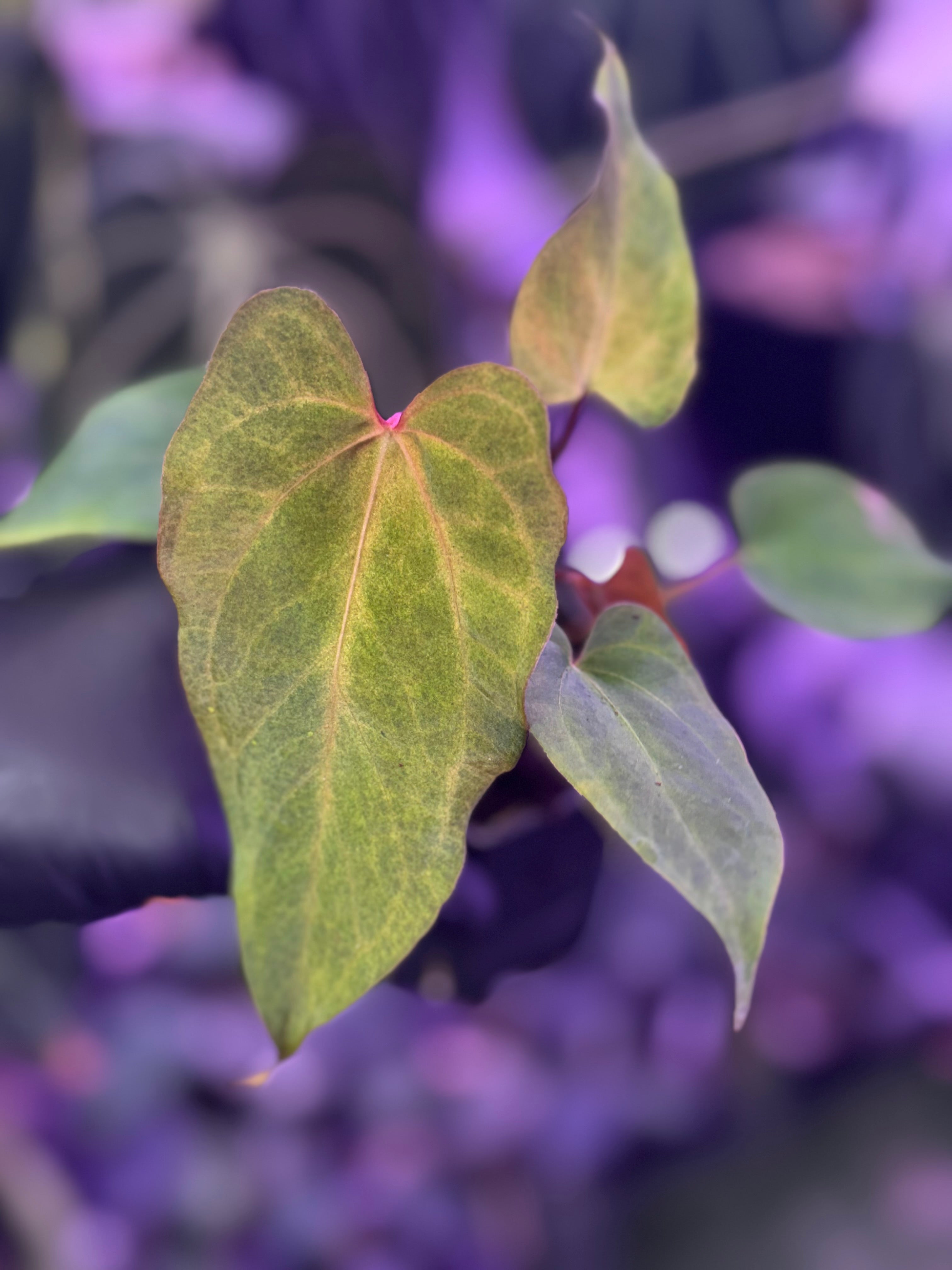 var. Anthurium ‘Snake Oil Buz2’ x ‘papillilaminum Ralph Lynam x self’