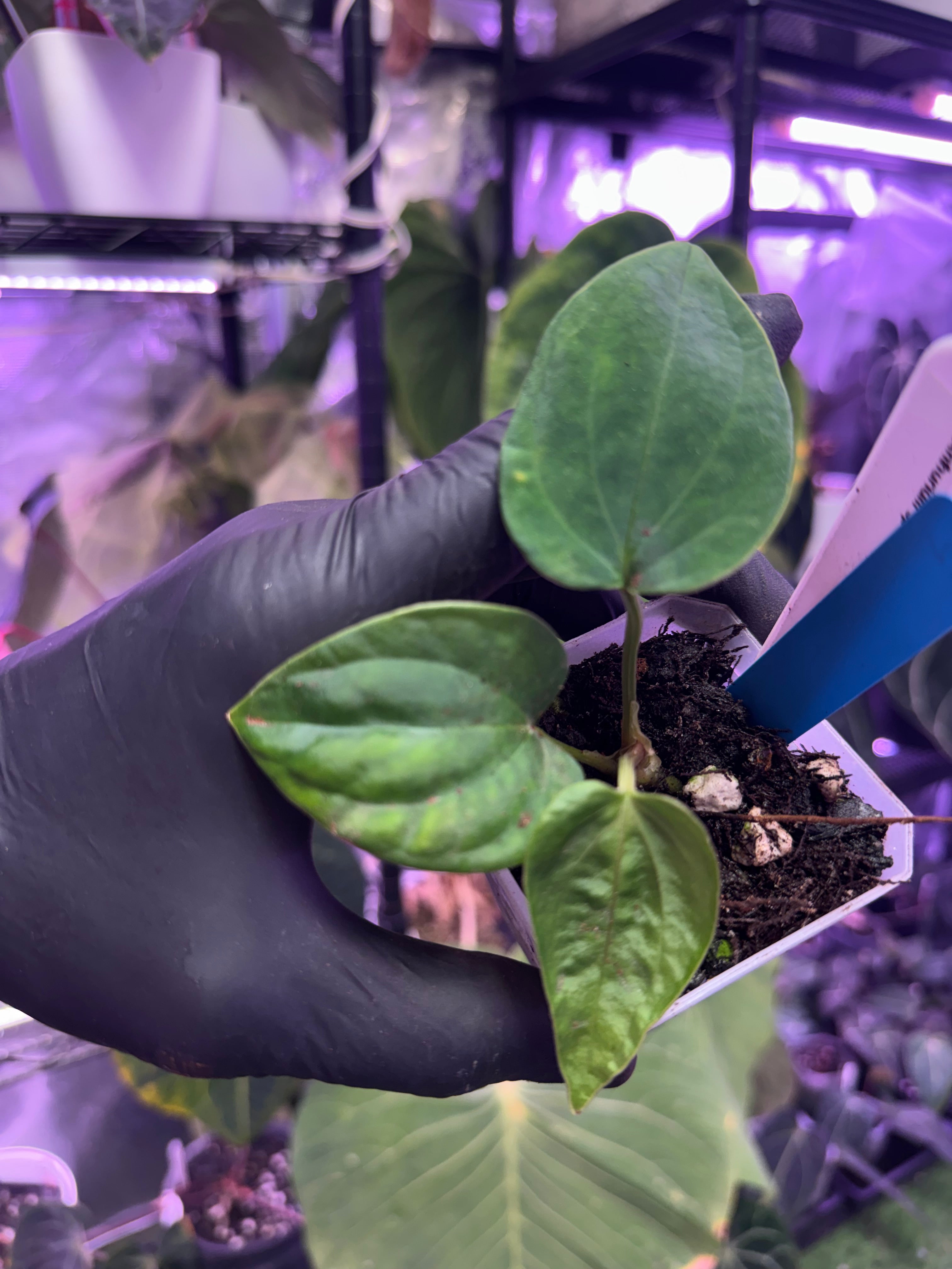 anthurium sp. nov DF x kunayalense RA2