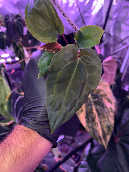 Anthurium "Michelle" x "RVDP" *Growers Choice*