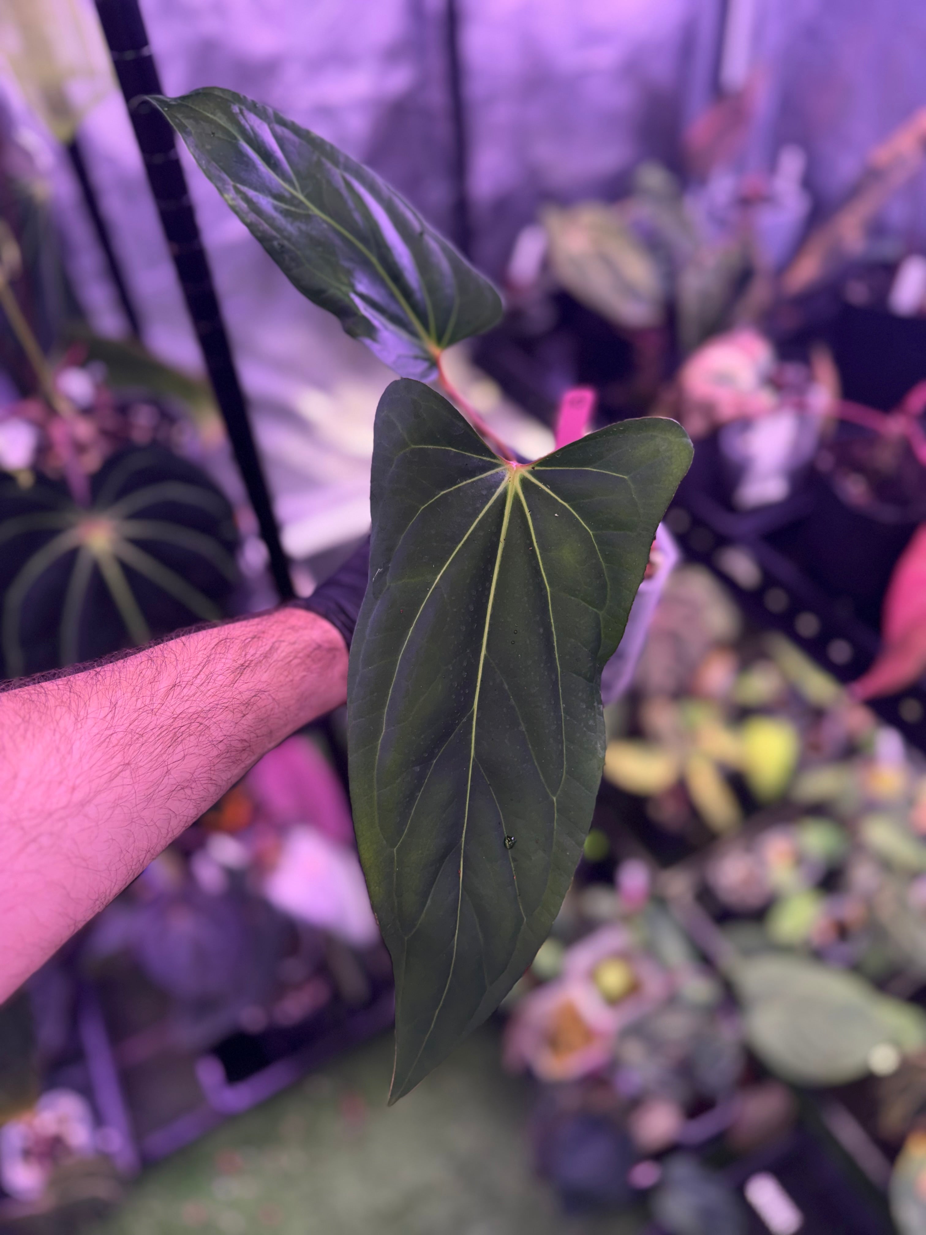 Anthurium carlablackiae RA15 x ustuopoense