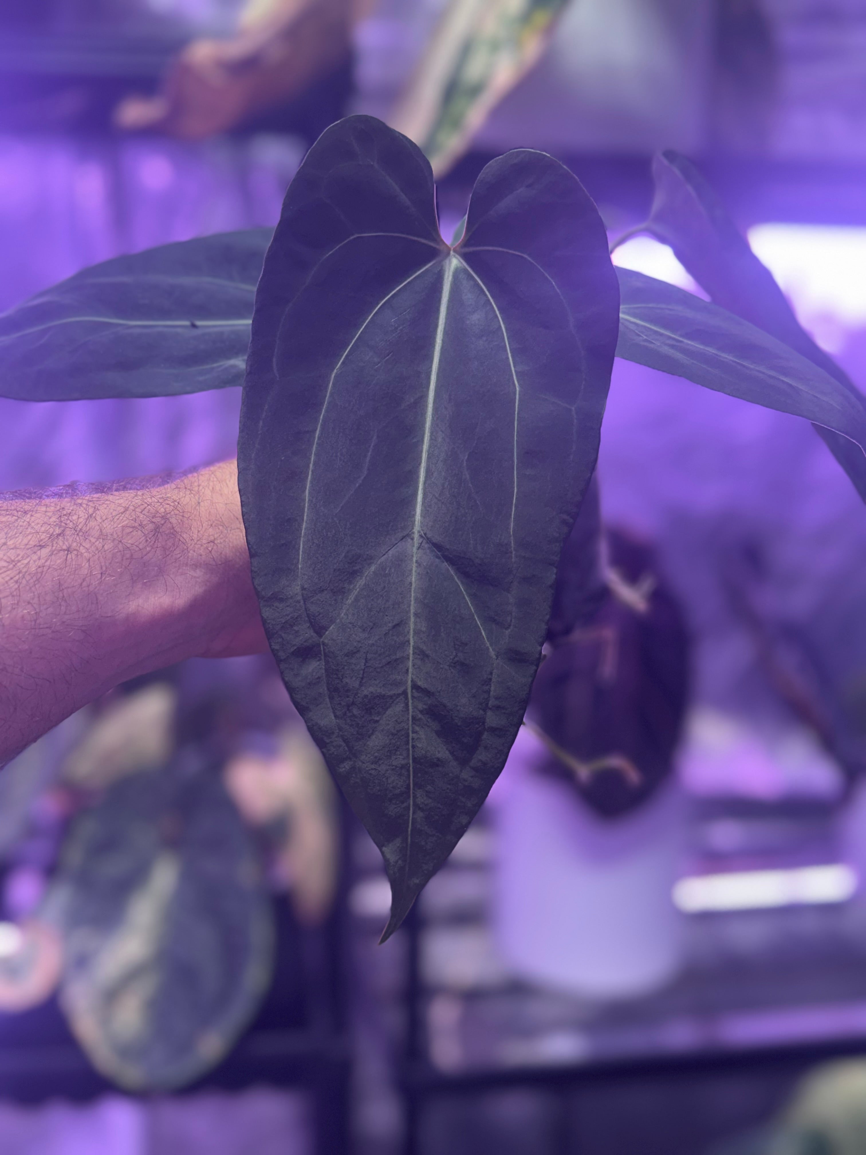 Anthurium (carlablackiae x “Black Widow x Michelle”) x PapX