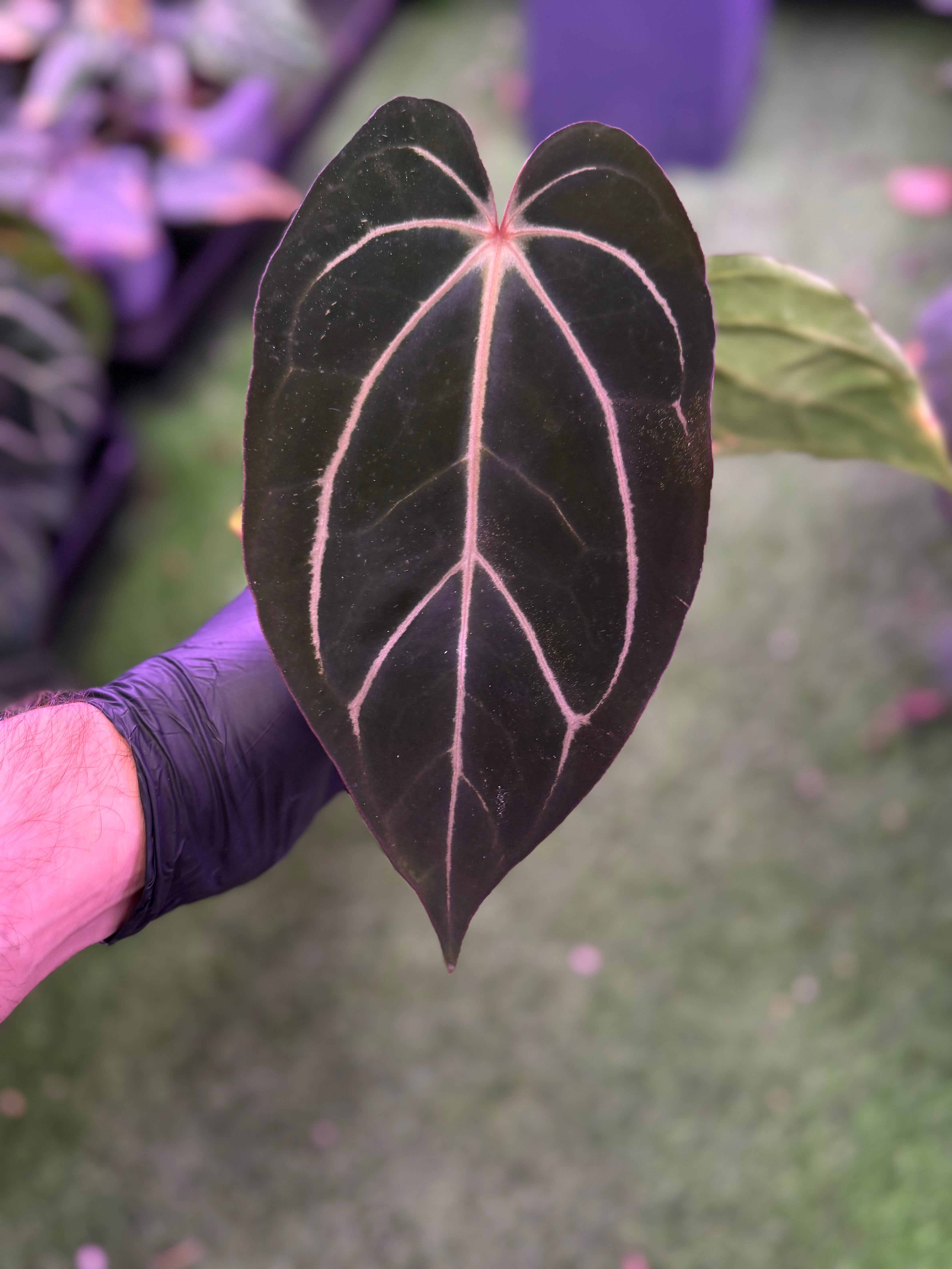 Anthurium carlablackiae District x Buz 1