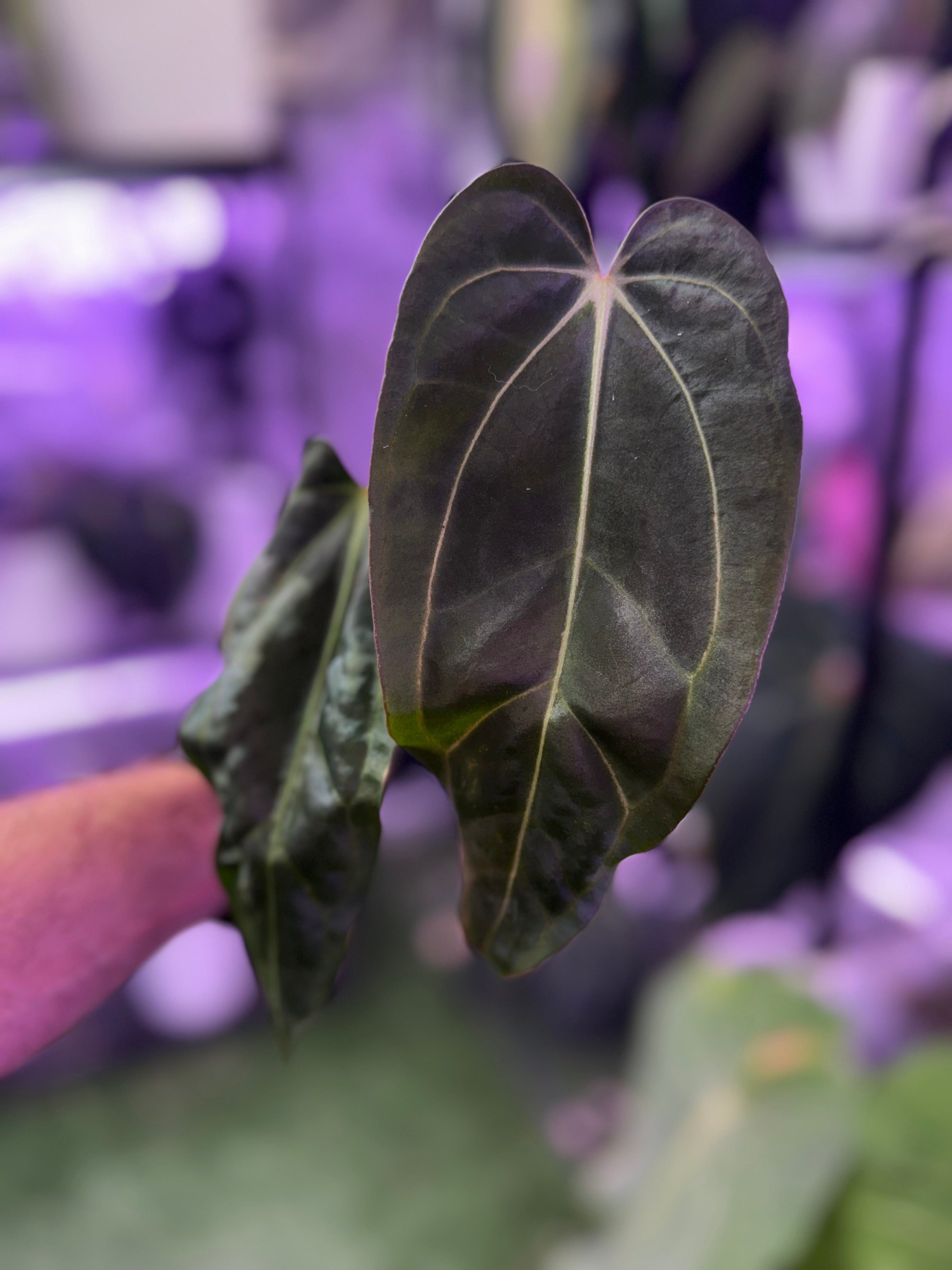 Anthurium carlablackiae Buz1 x (carlablackiae x sp nov. DF) Batch #2